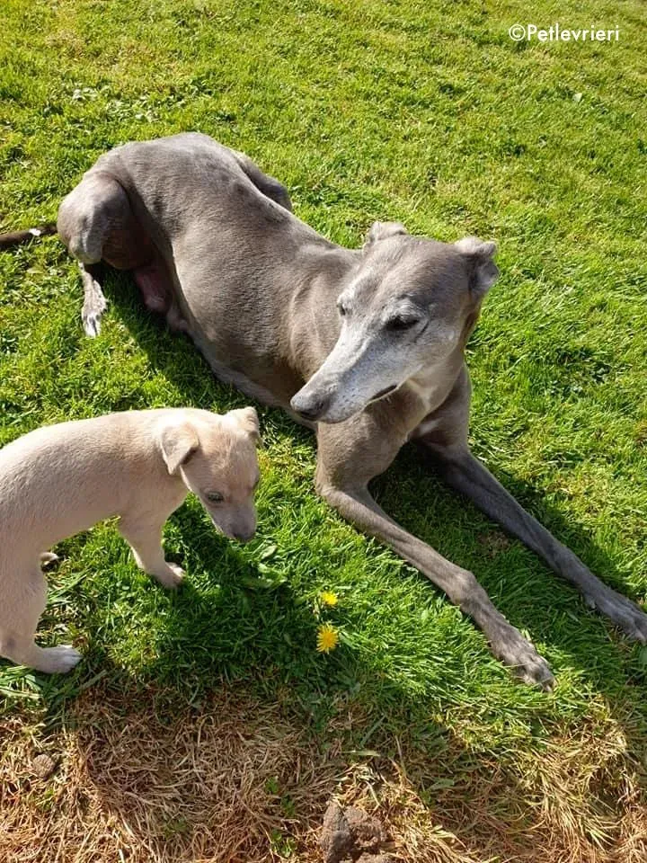 momma adozione levrieri greyhound 9 1