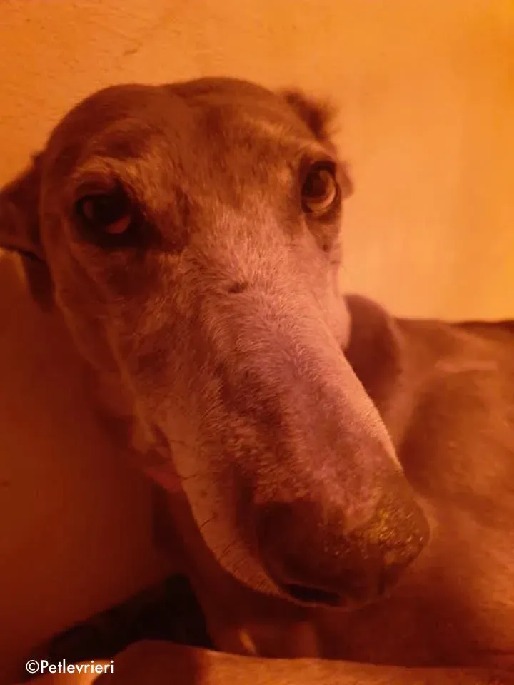 momma adozione levrieri greyhound 1