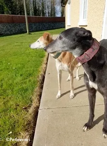 mona jane adozione levrieri greyhound 1