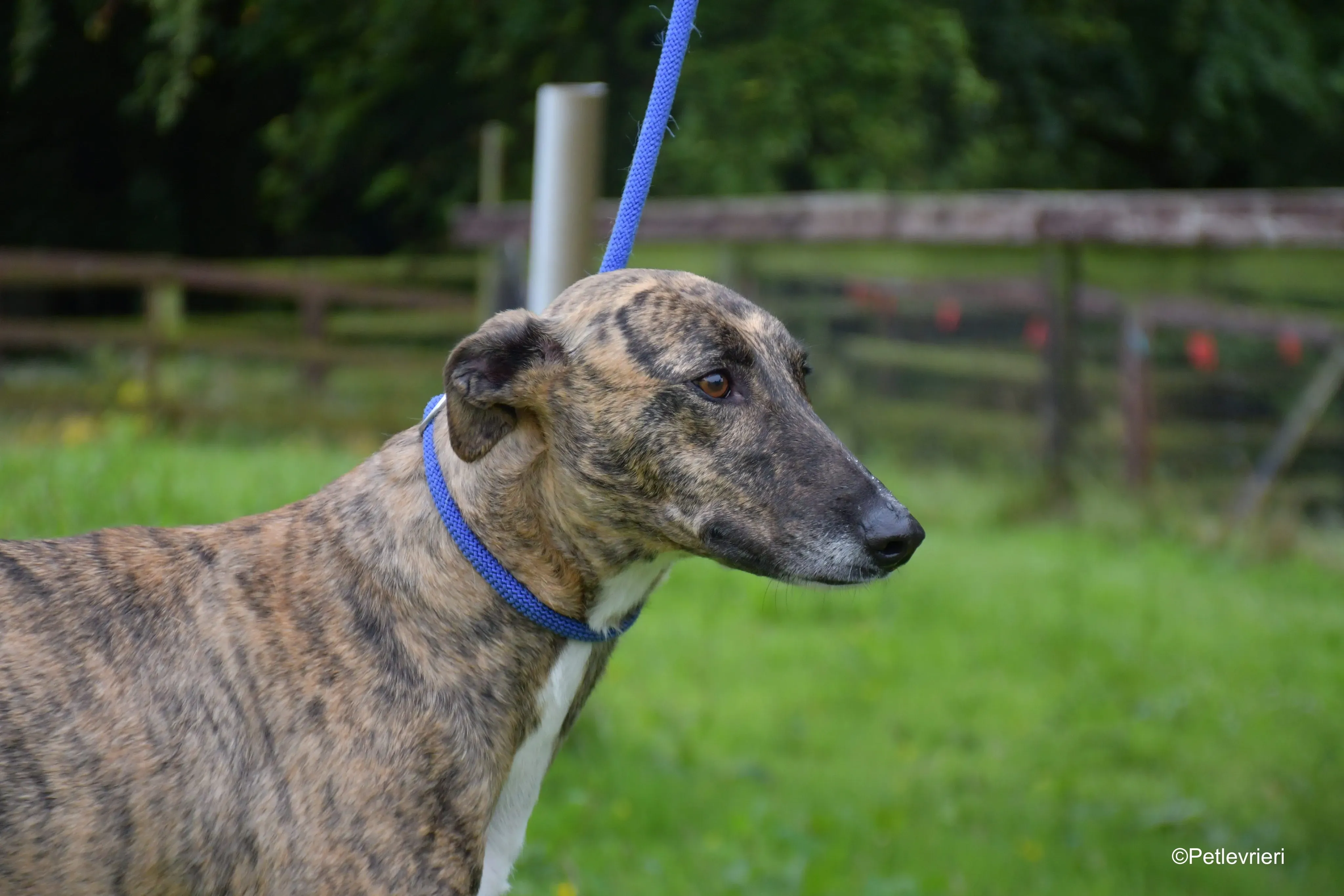 monica adozione levrieri greyhound 1