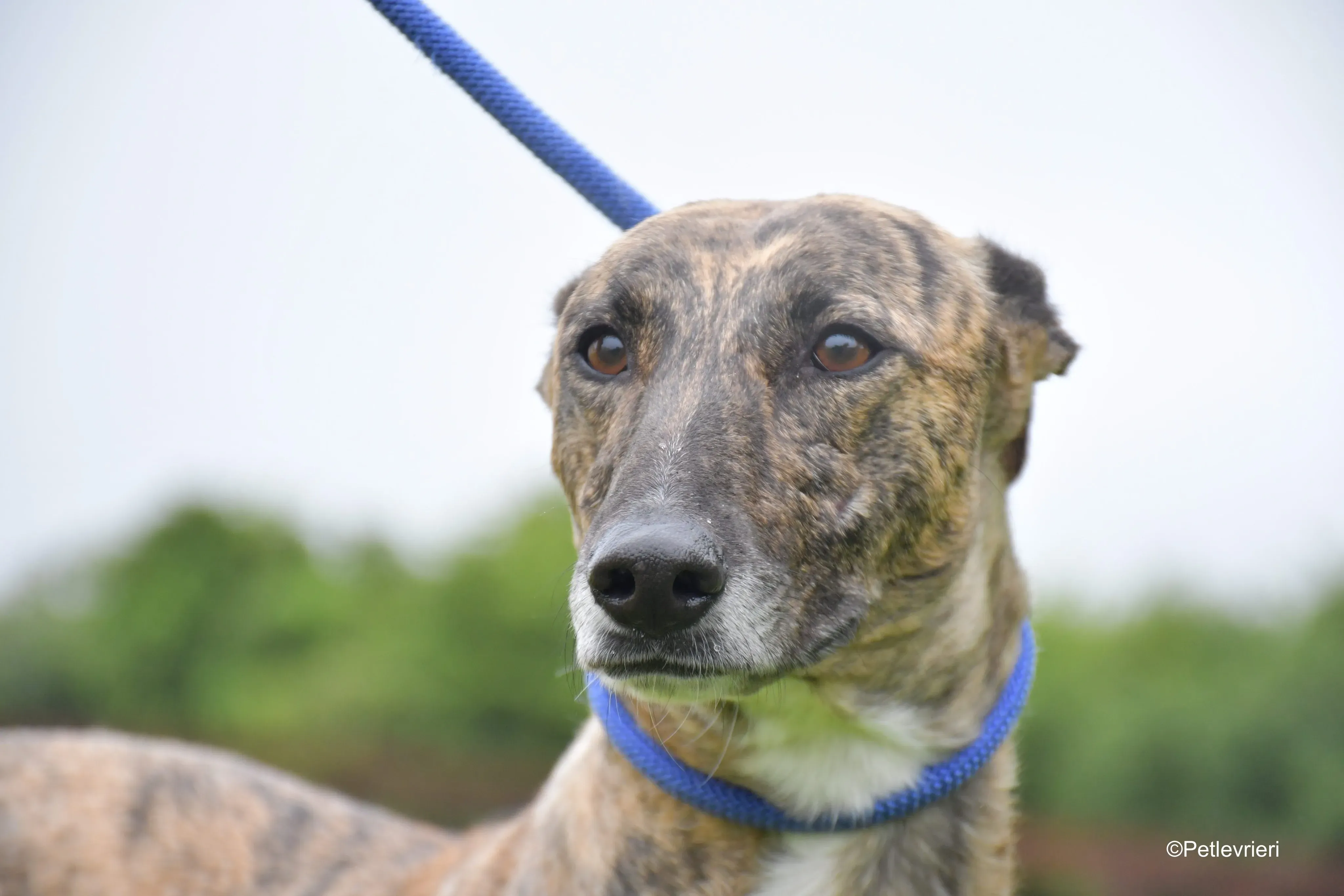 monica adozione levrieri greyhound 10