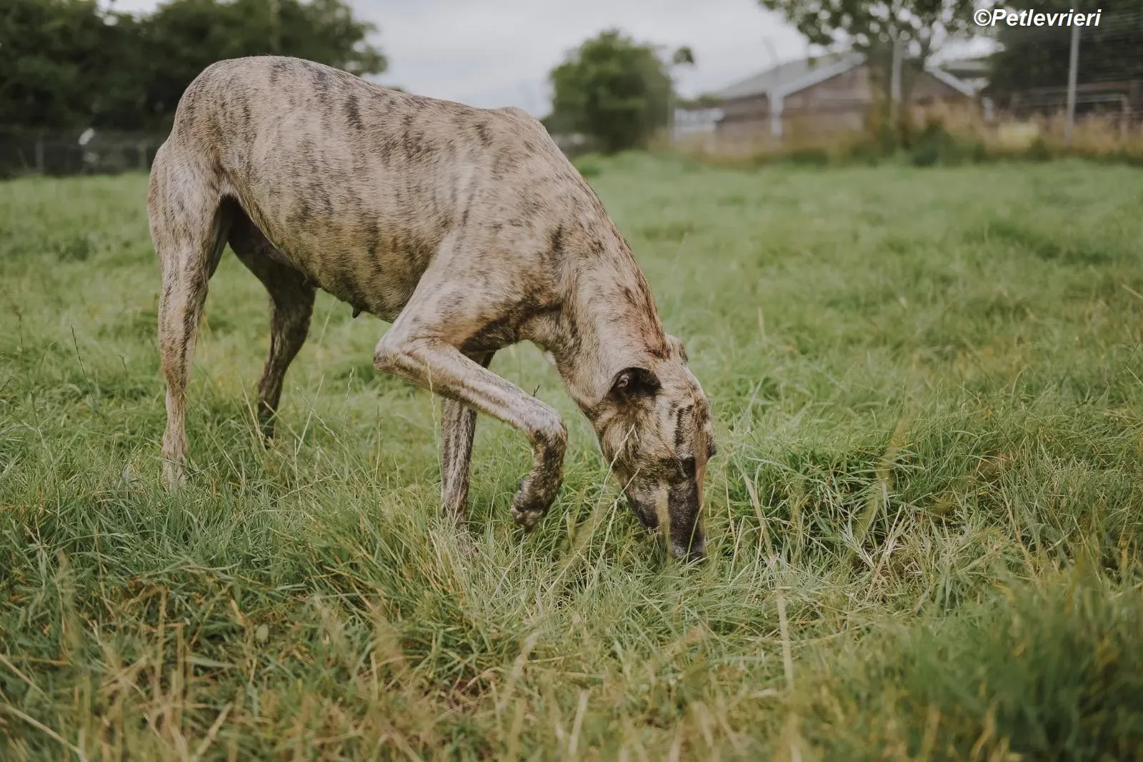 monica adozione levrieri greyhound 11