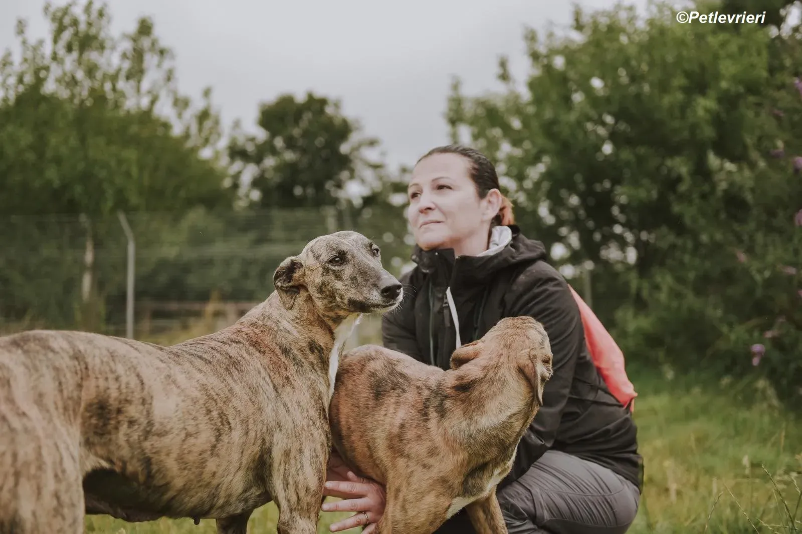 monica adozione levrieri greyhound 12