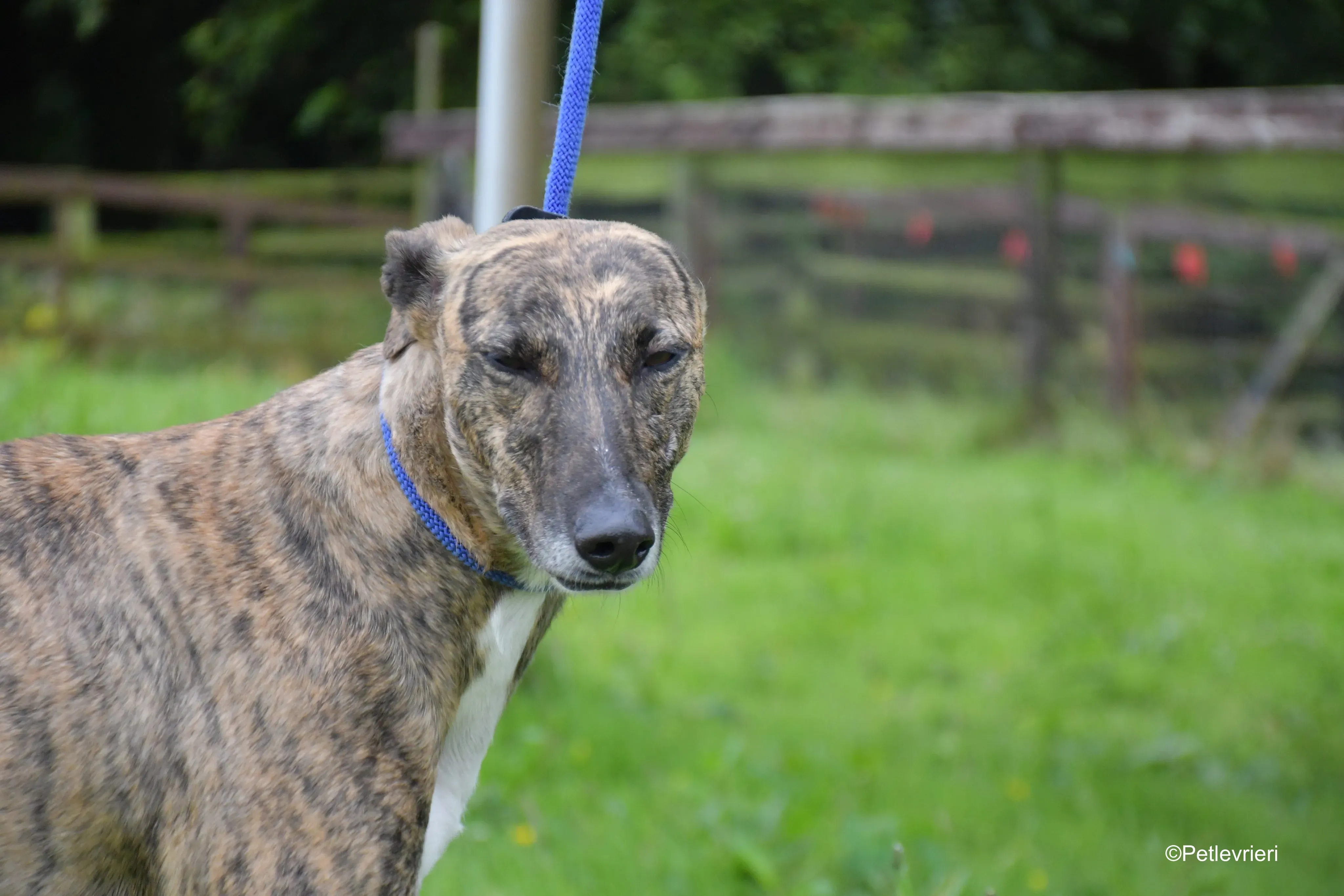 monica adozione levrieri greyhound 2