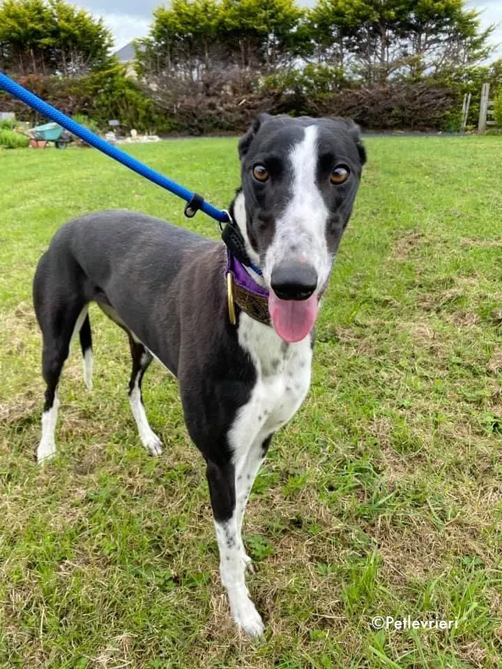 monica adozione levrieri greyhound 4