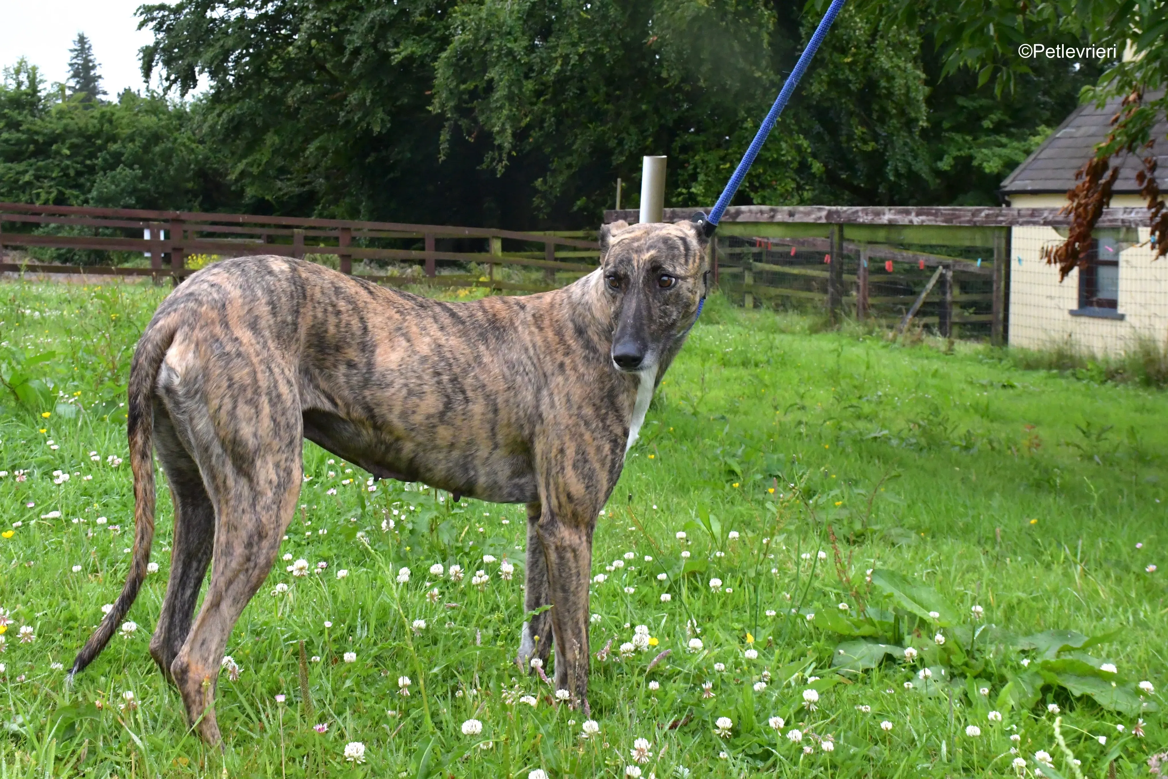 monica adozione levrieri greyhound 5