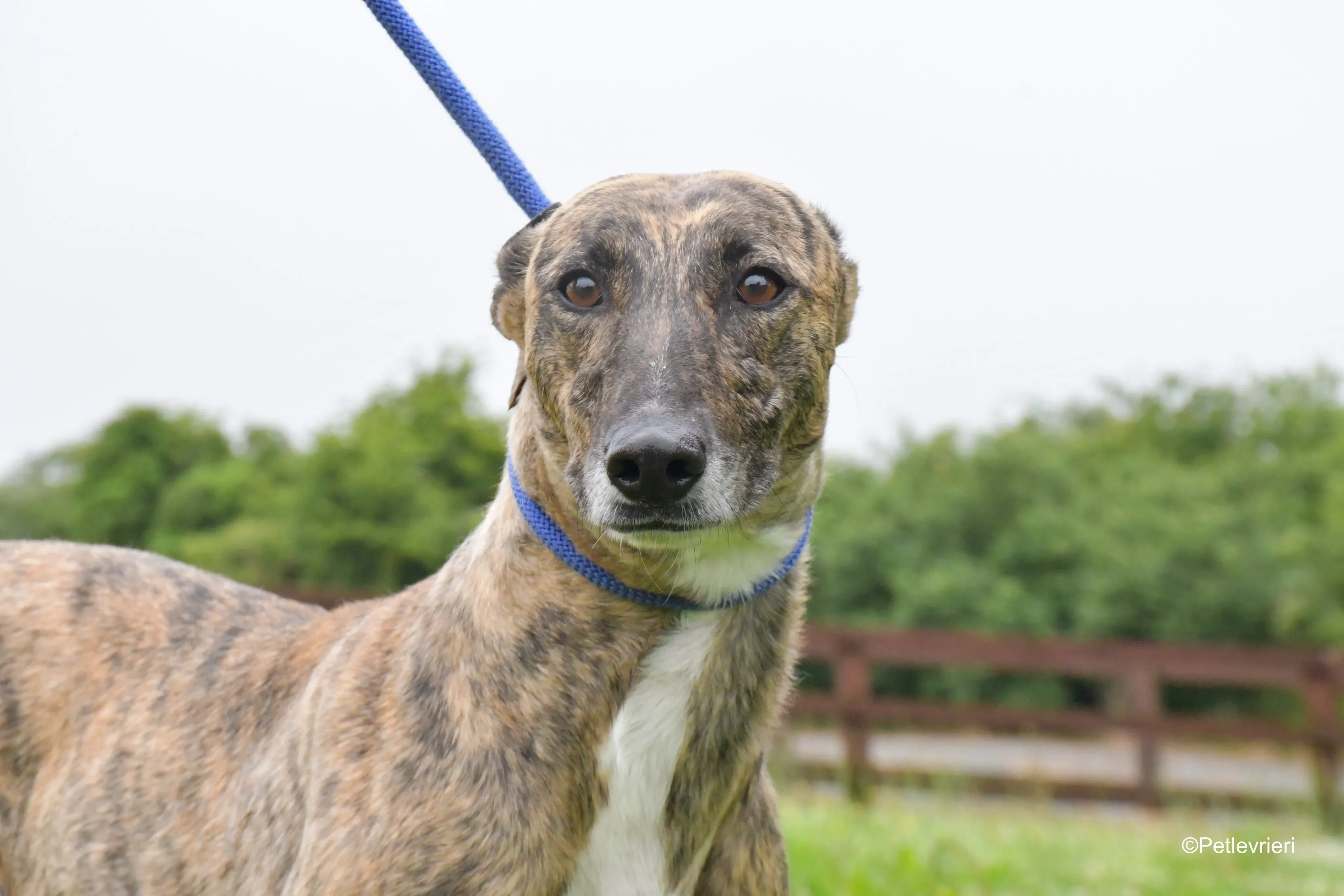 monica adozione levrieri greyhound 7