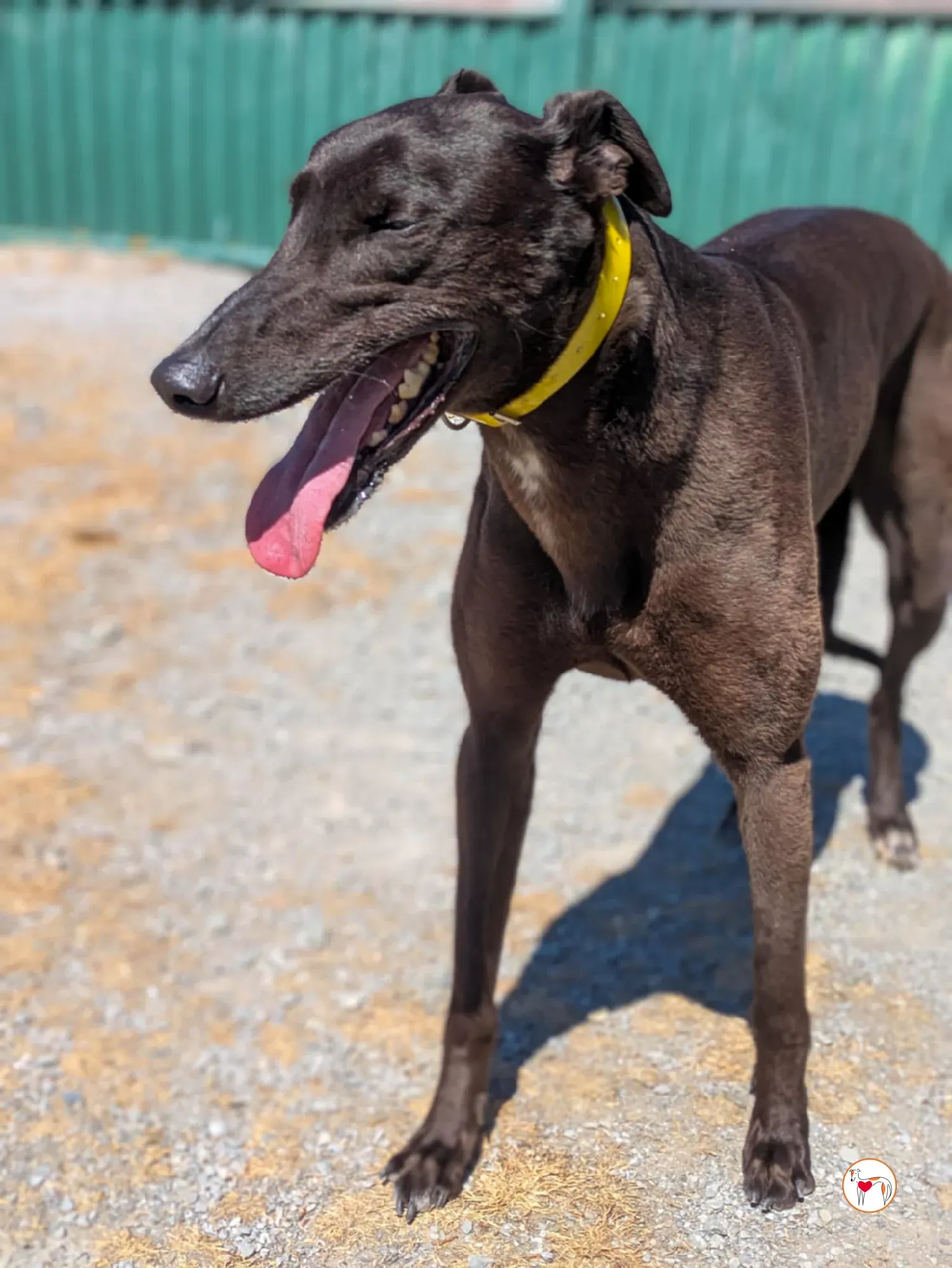 monkey grey adozione 01