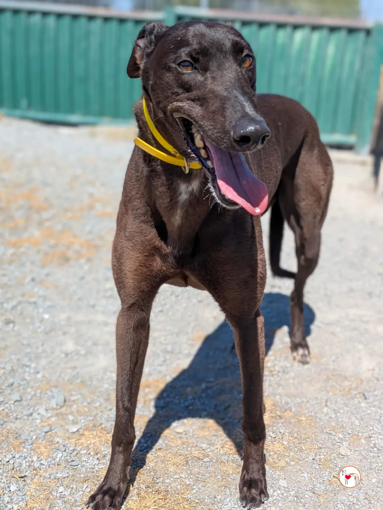 monkey grey adozione 02