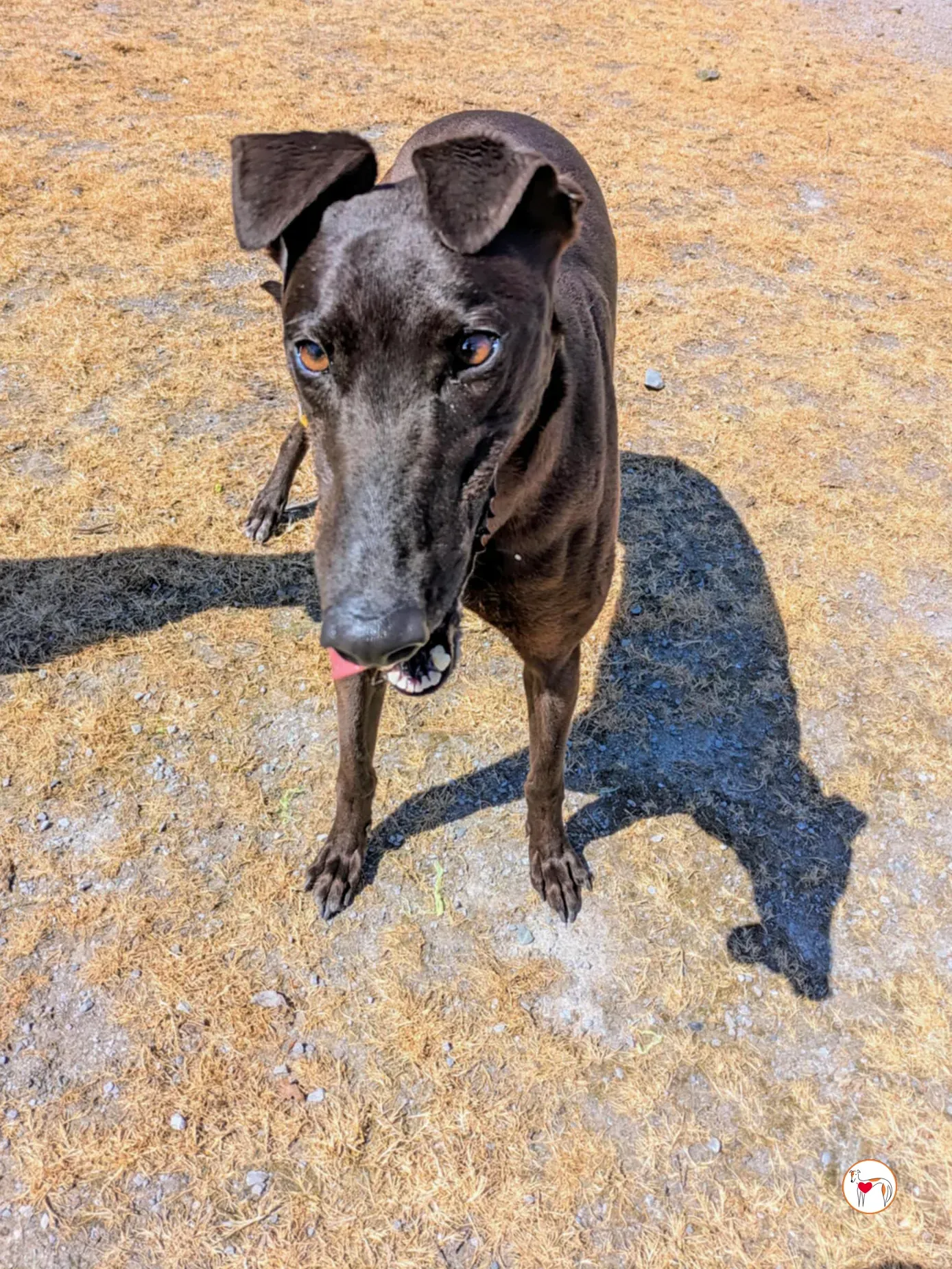 monkey grey adozione 03