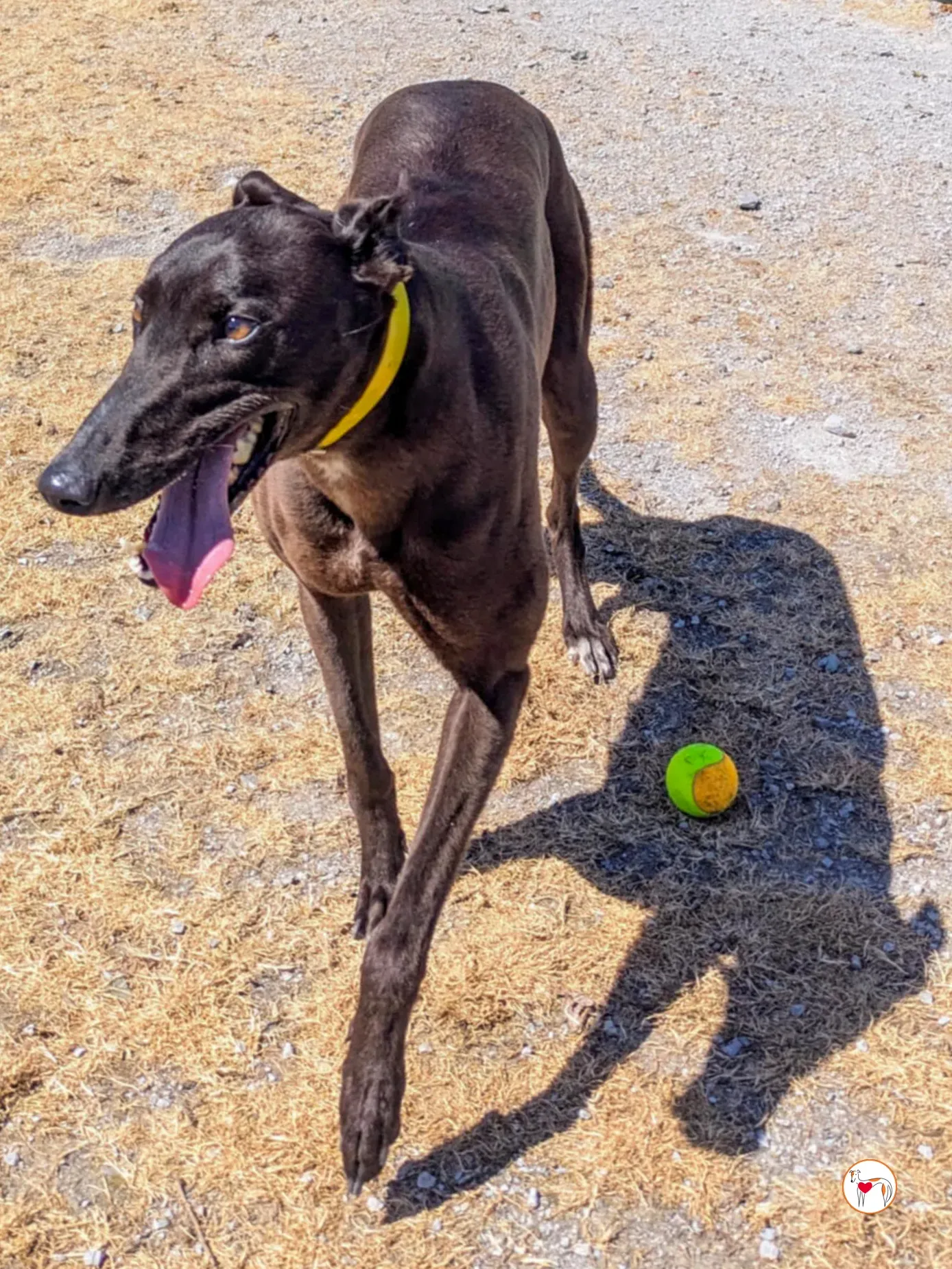 monkey grey adozione 04