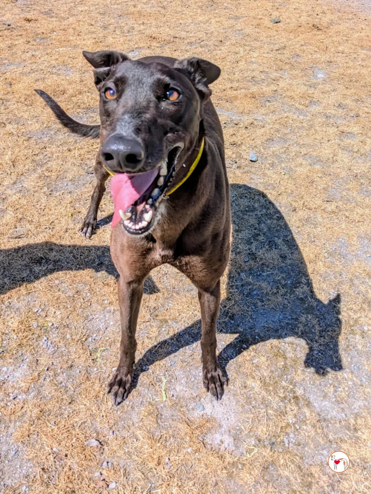 monkey grey adozione 05