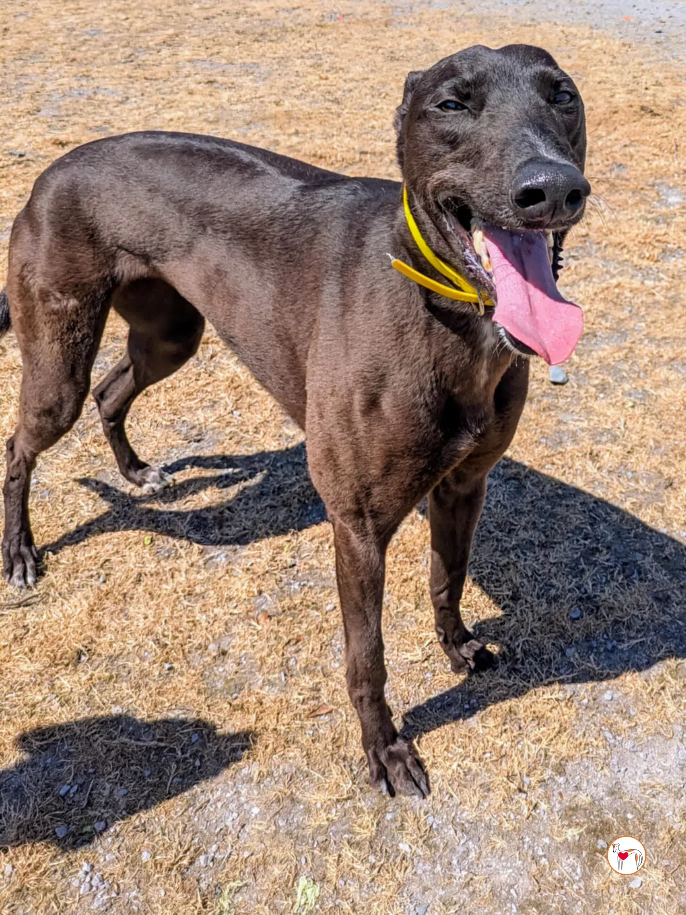 monkey grey adozione 06