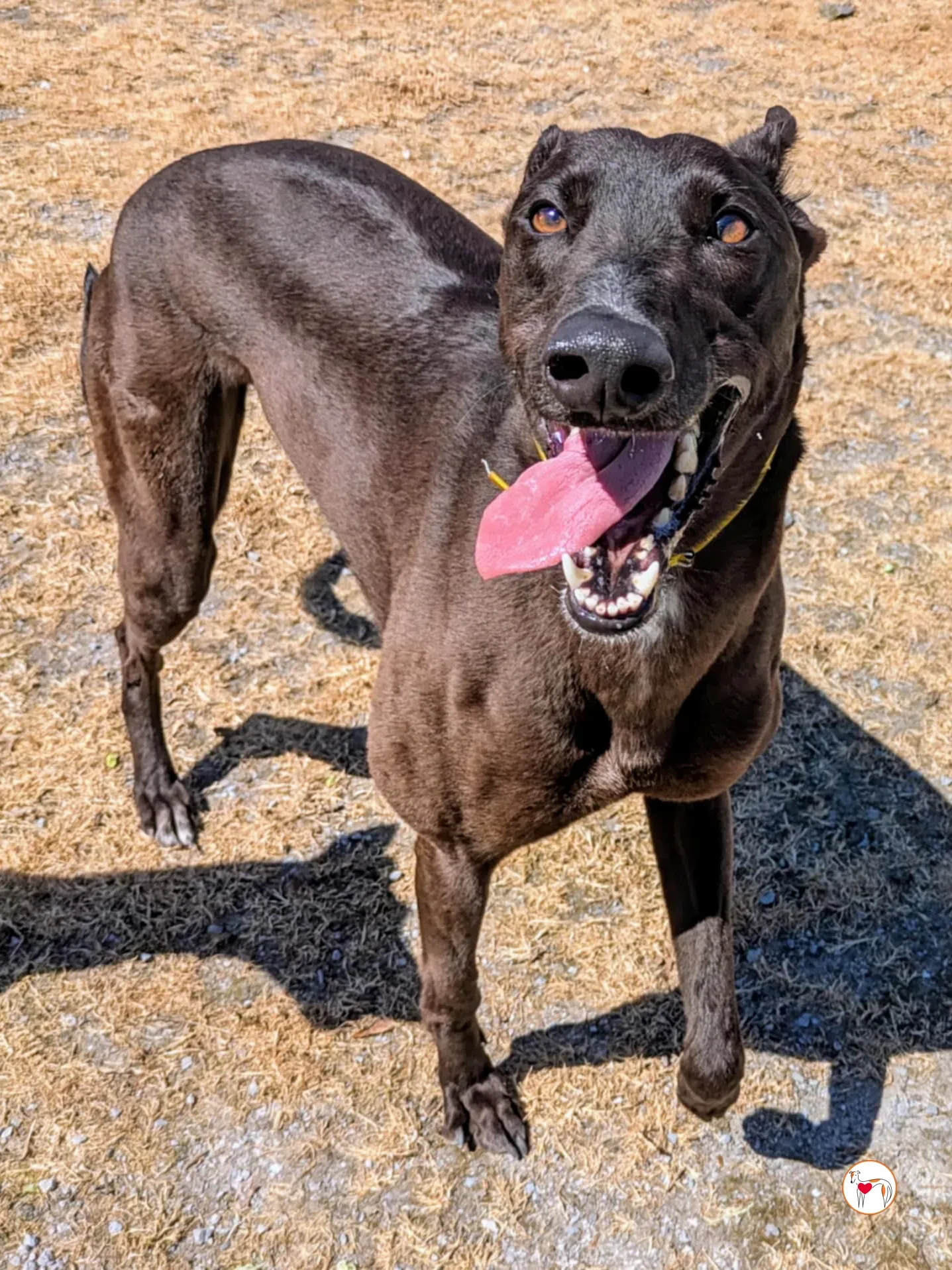 monkey grey adozione 07