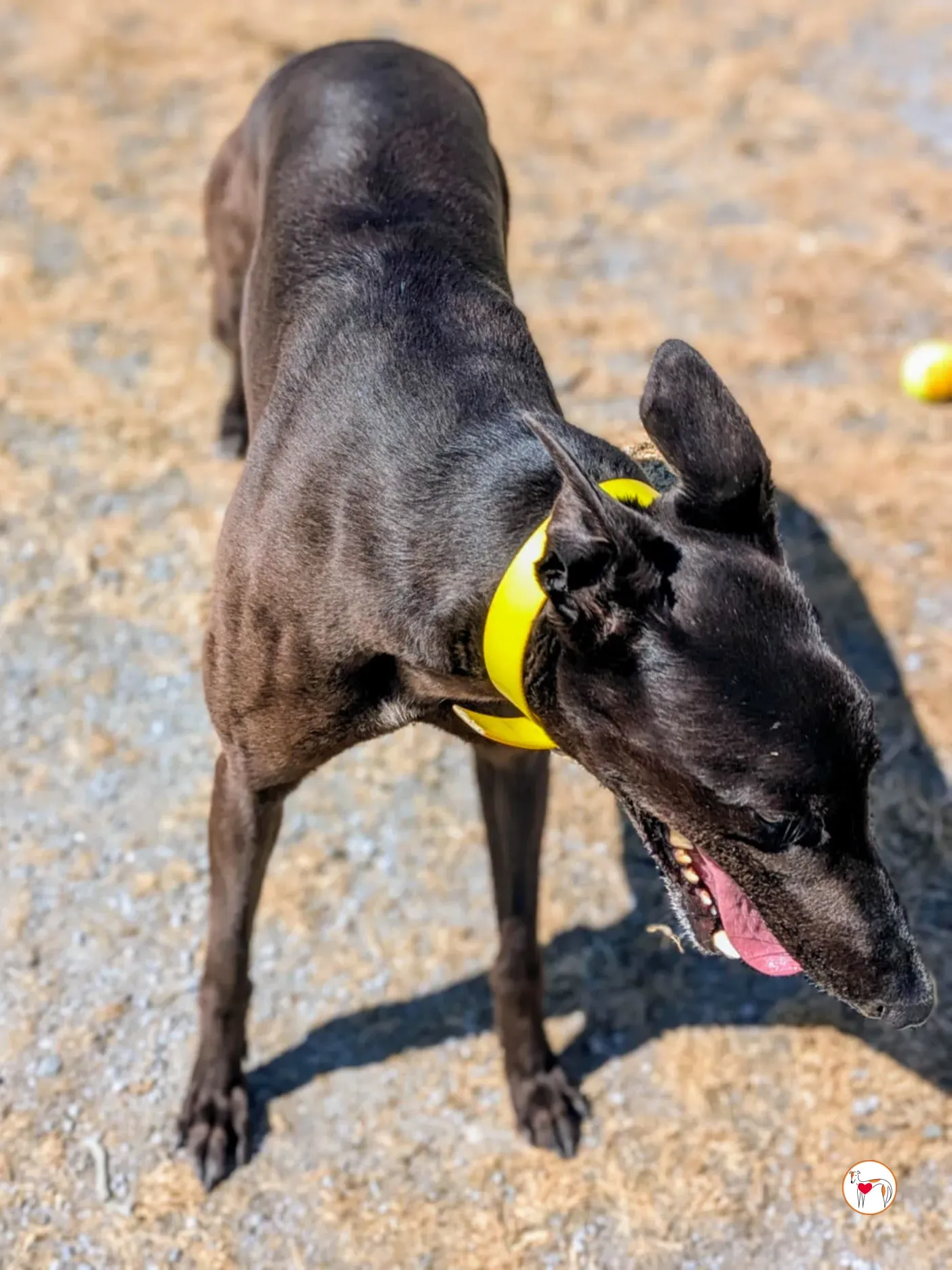 monkey grey adozione 08