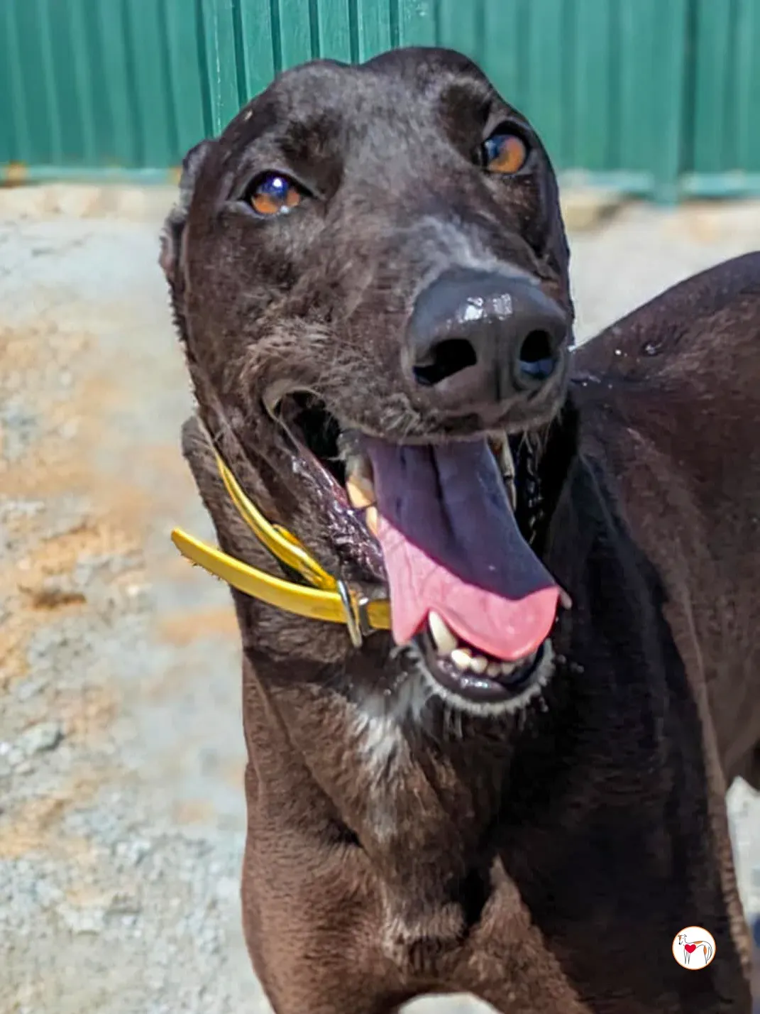 monkey grey adozione 09