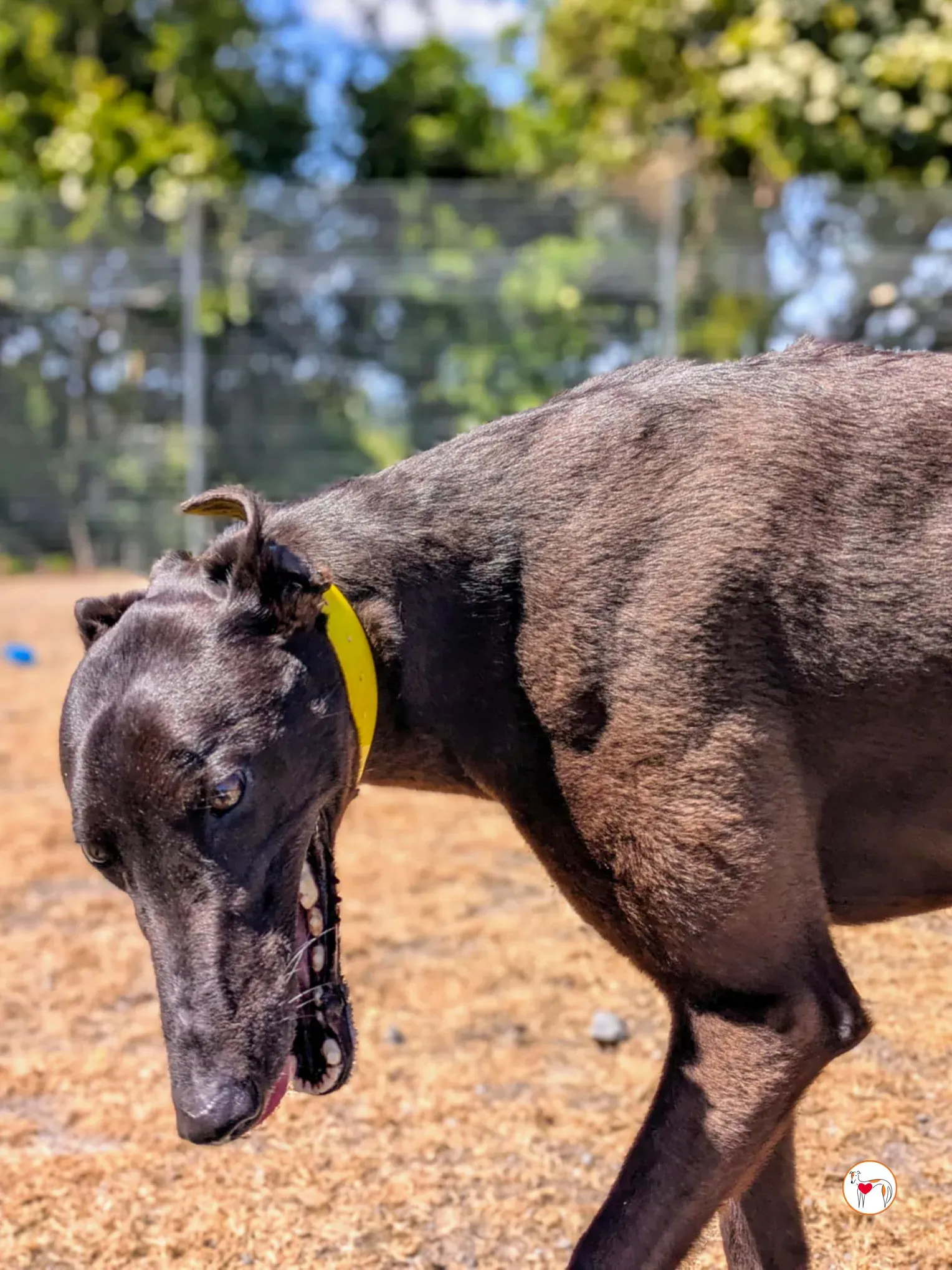 monkey grey adozione 10