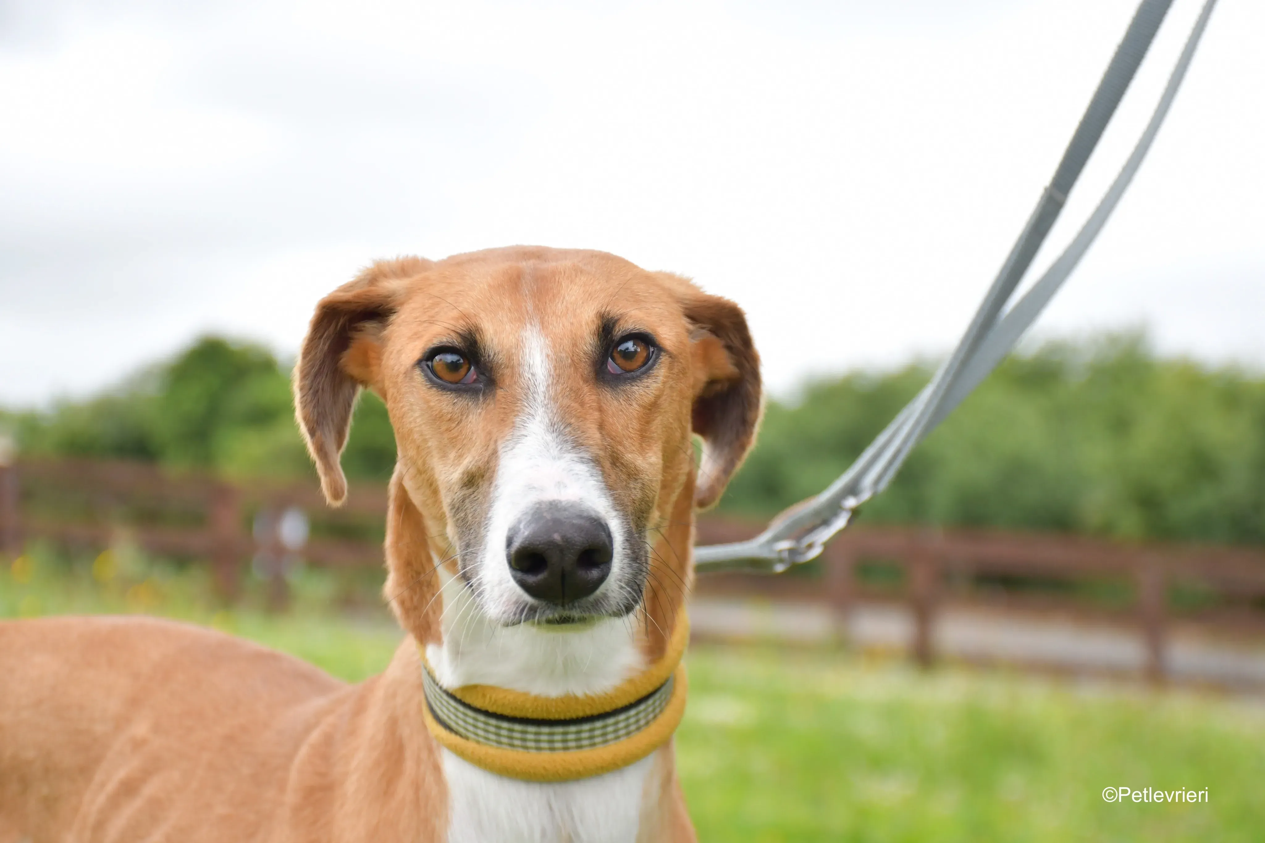 monty adozione levrieri greyhound 10