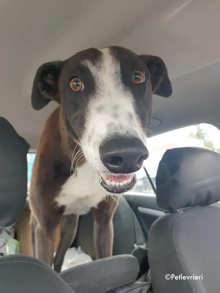monty adozione levrieri greyhound 11