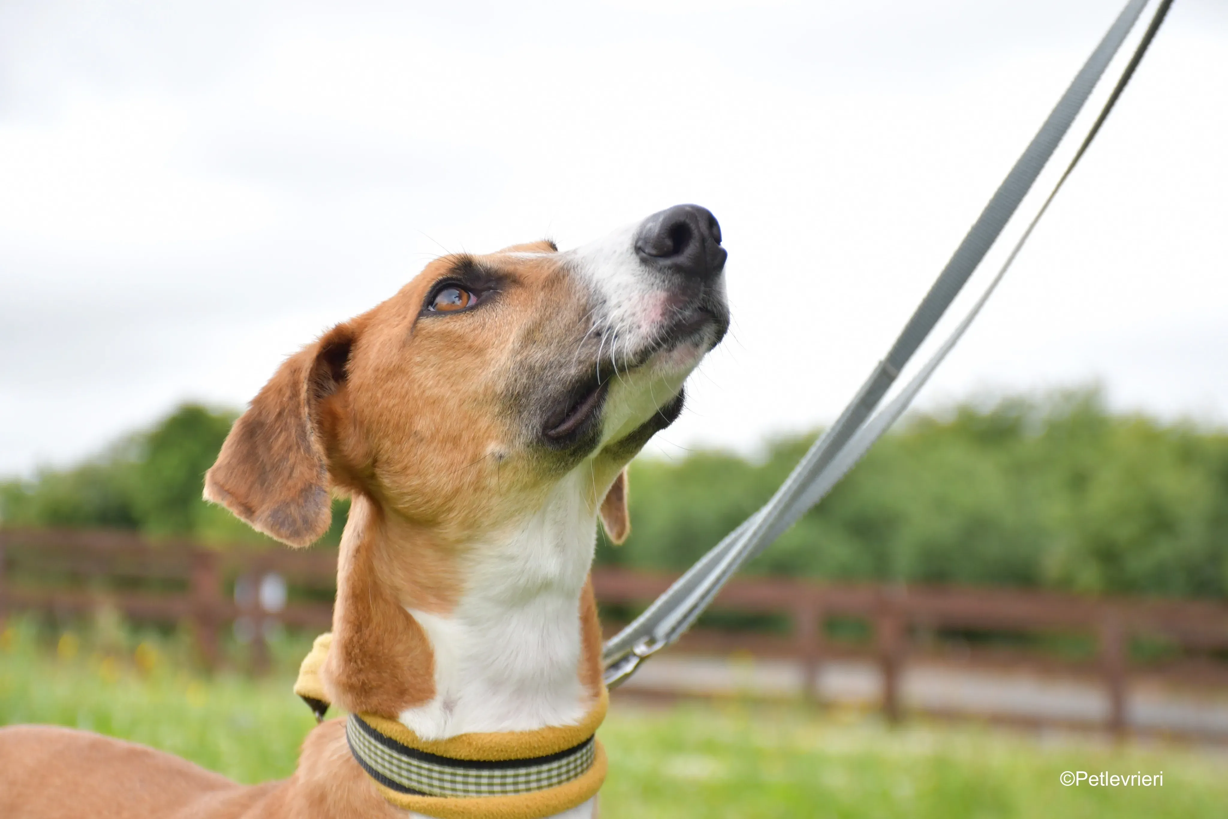 monty adozione levrieri greyhound 12