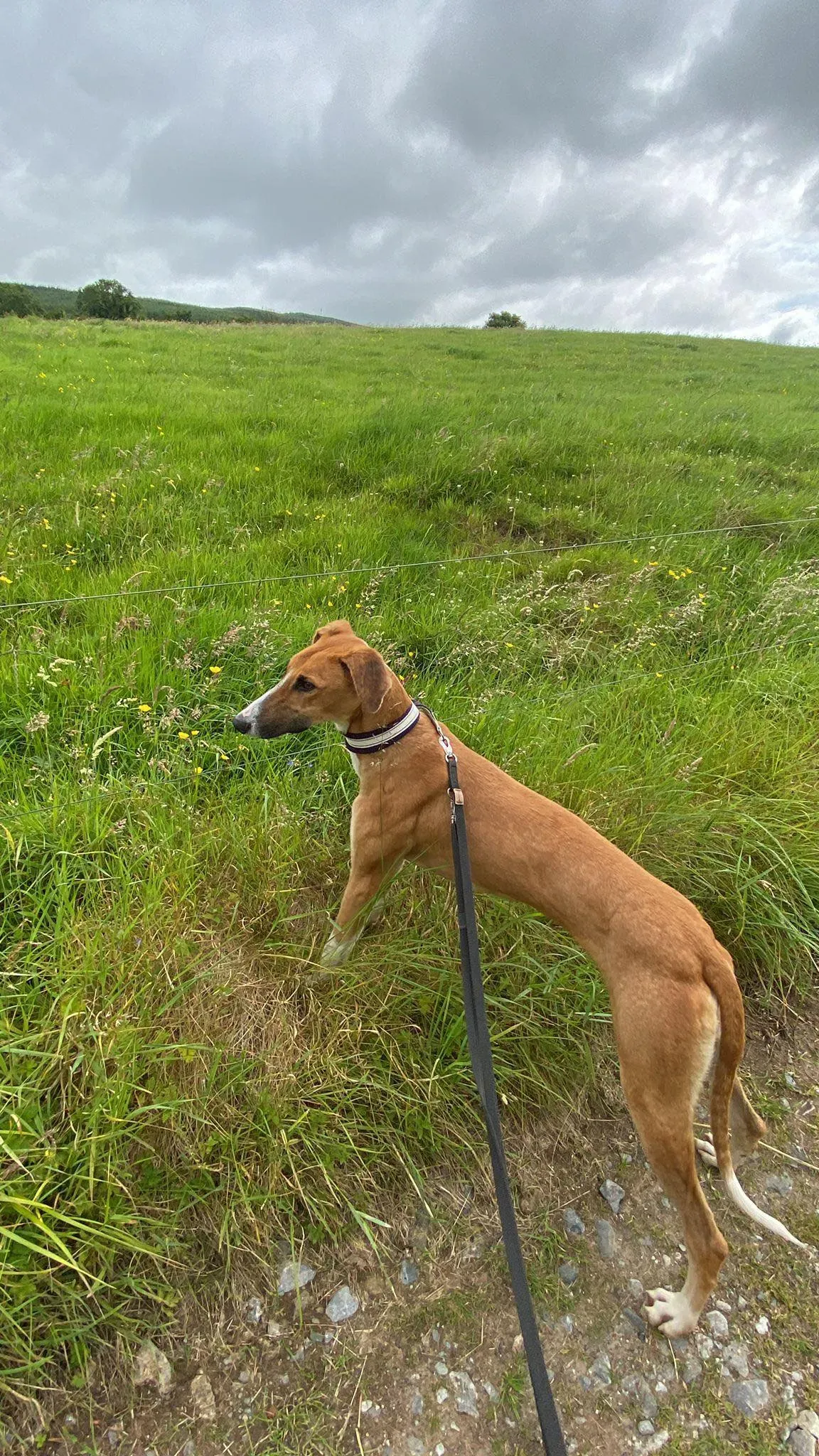 monty adozione levrieri greyhound 13