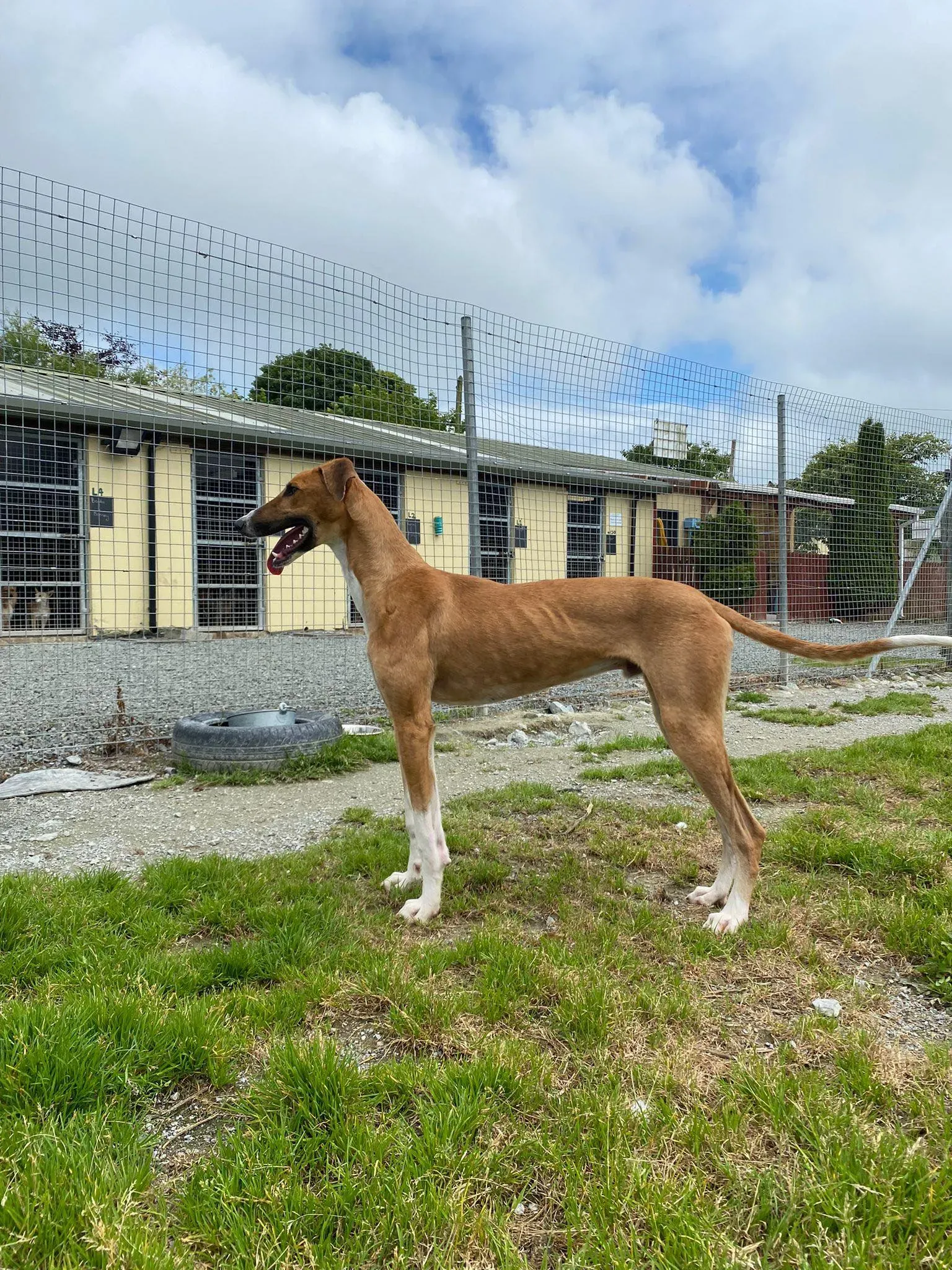 monty adozione levrieri greyhound 14