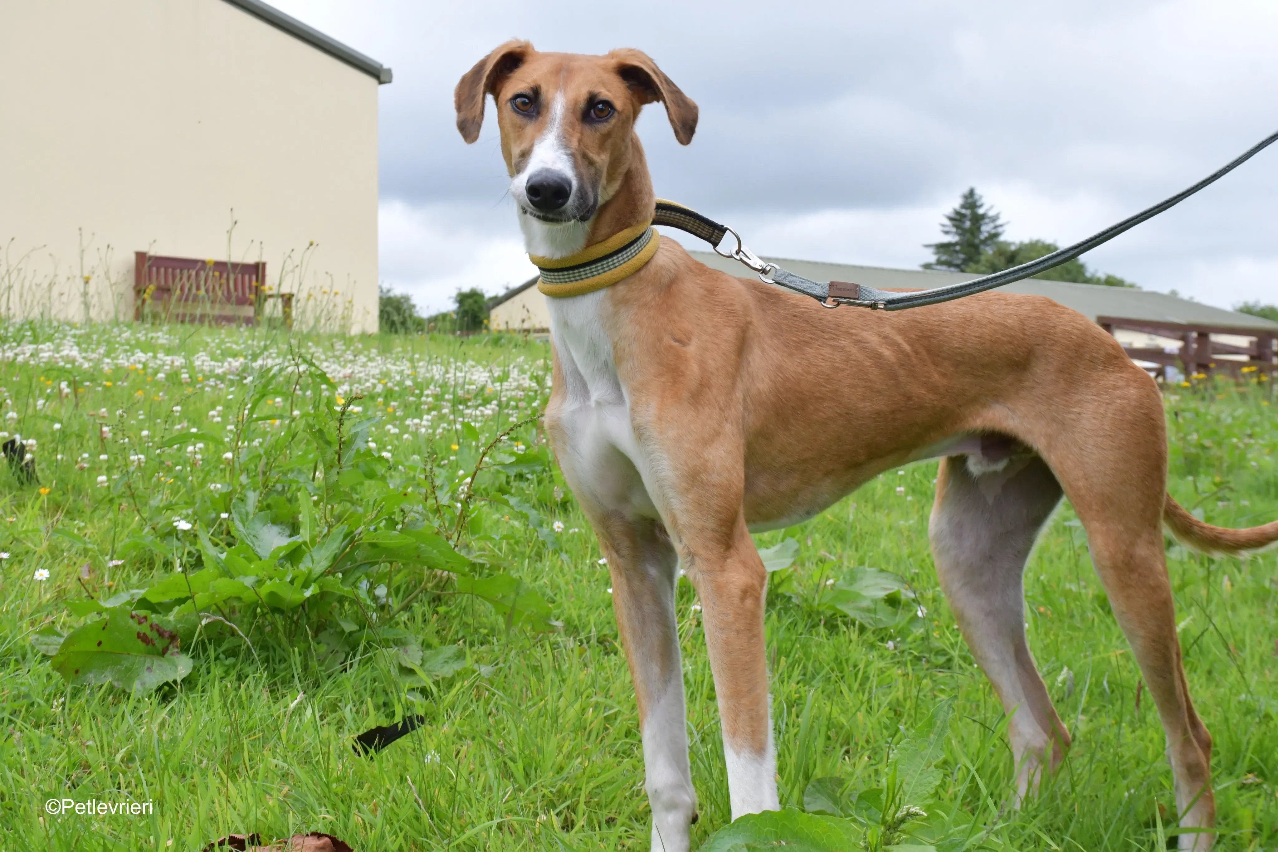 monty adozione levrieri greyhound 2