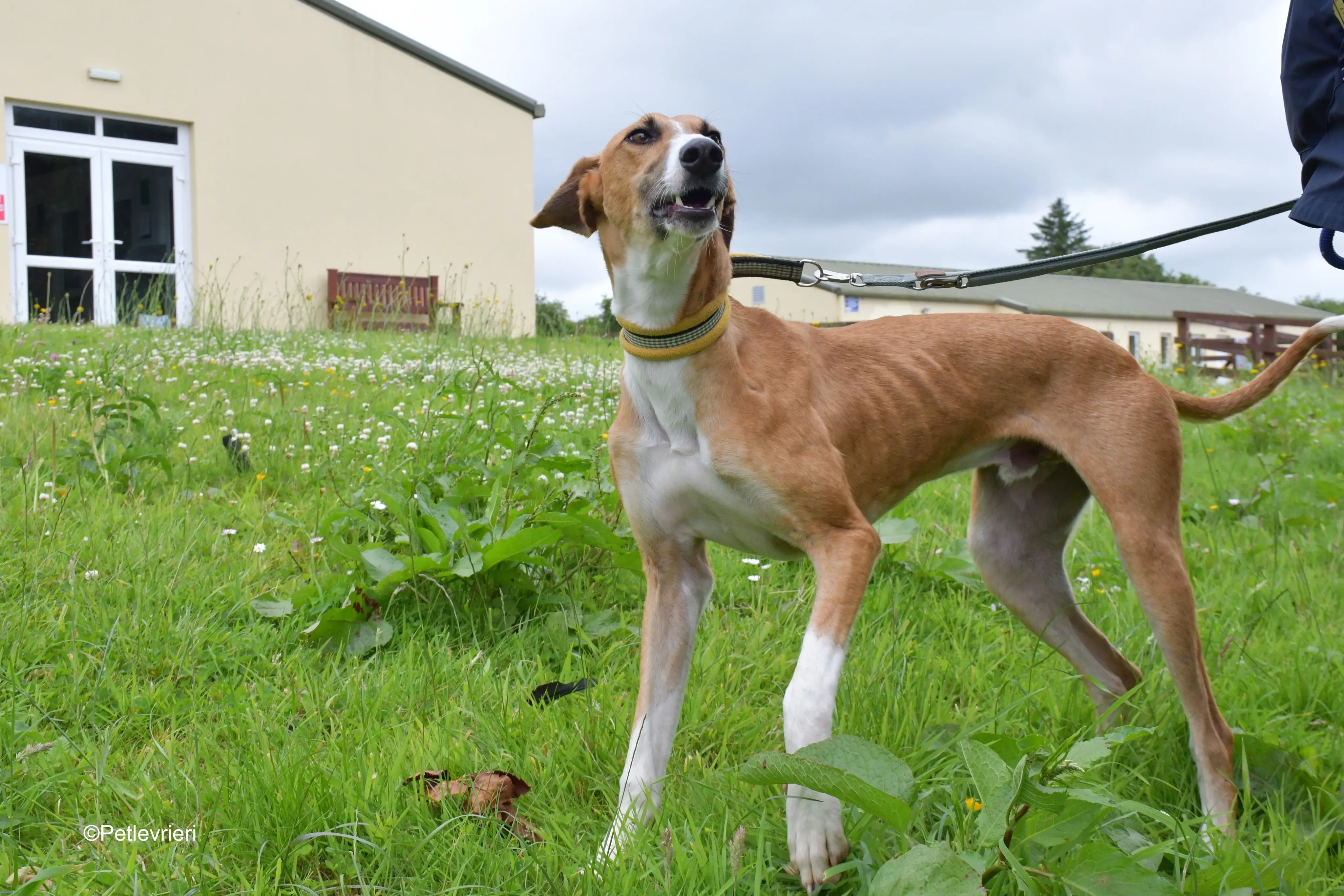 monty adozione levrieri greyhound 4