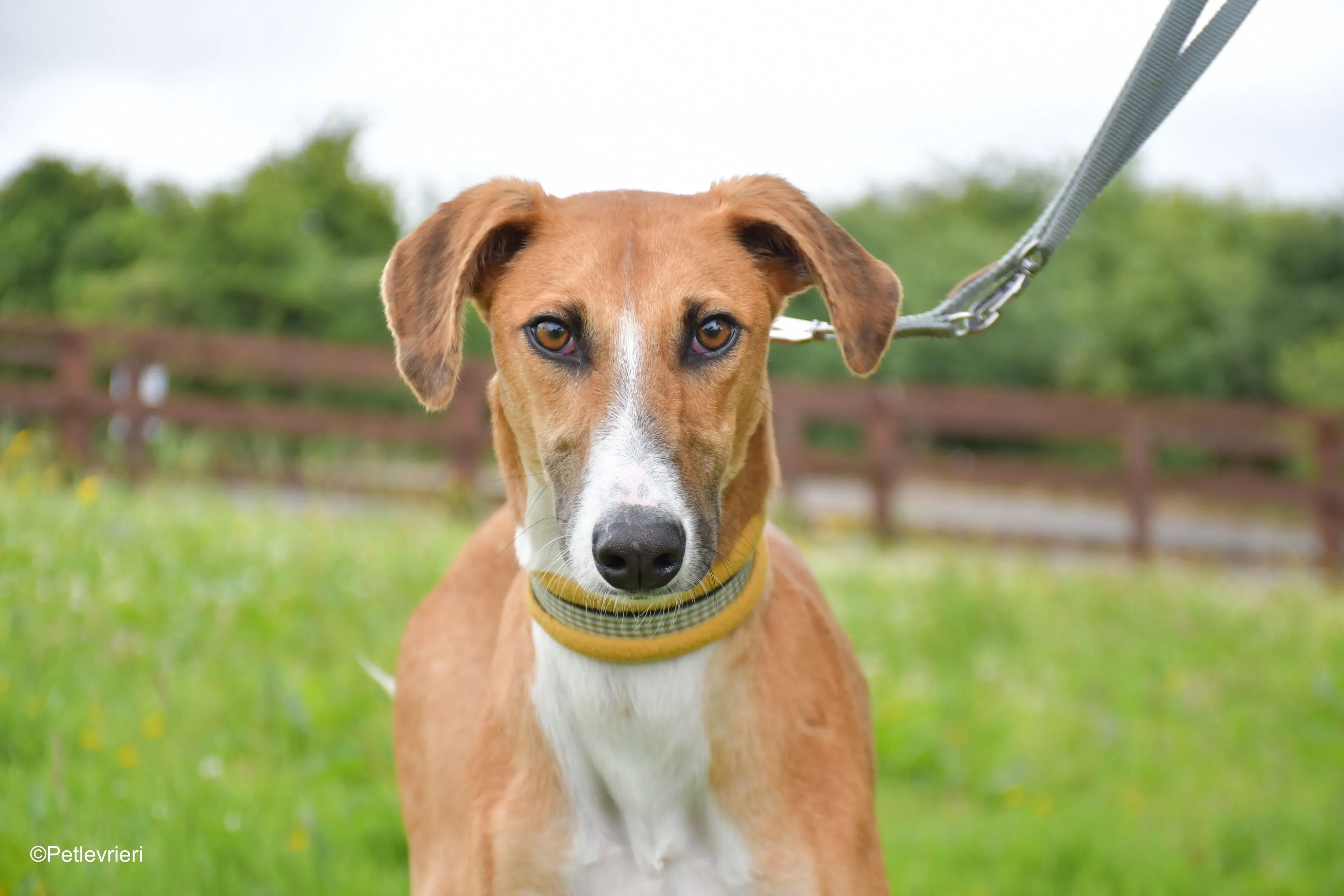 monty adozione levrieri greyhound 7