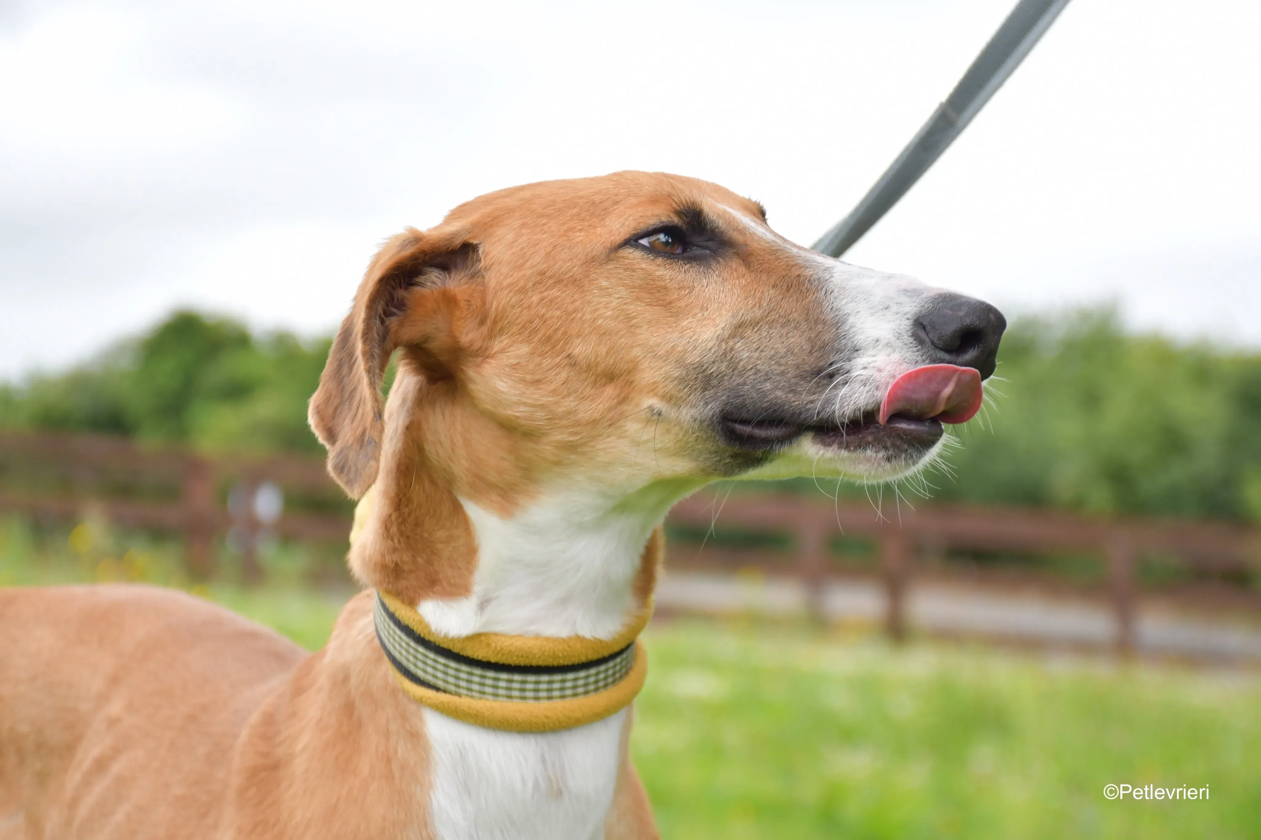 monty adozione levrieri greyhound 9