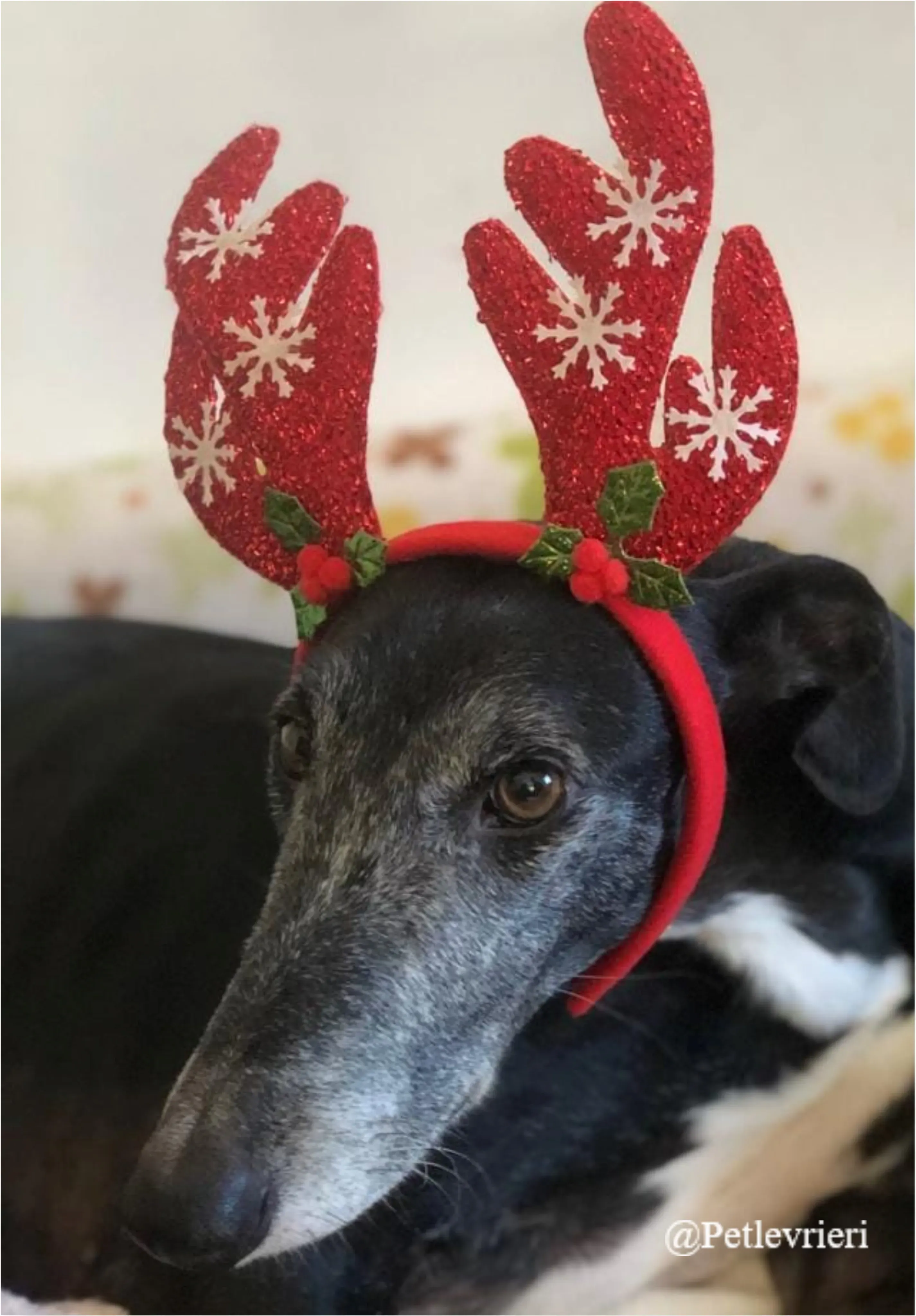 moondance pet levrieri natale 2021