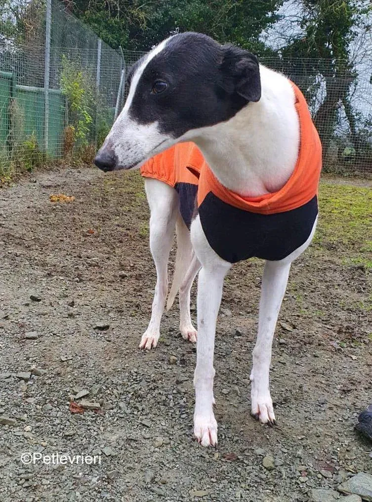 moonstone adozione levrieri greyhound 1 1