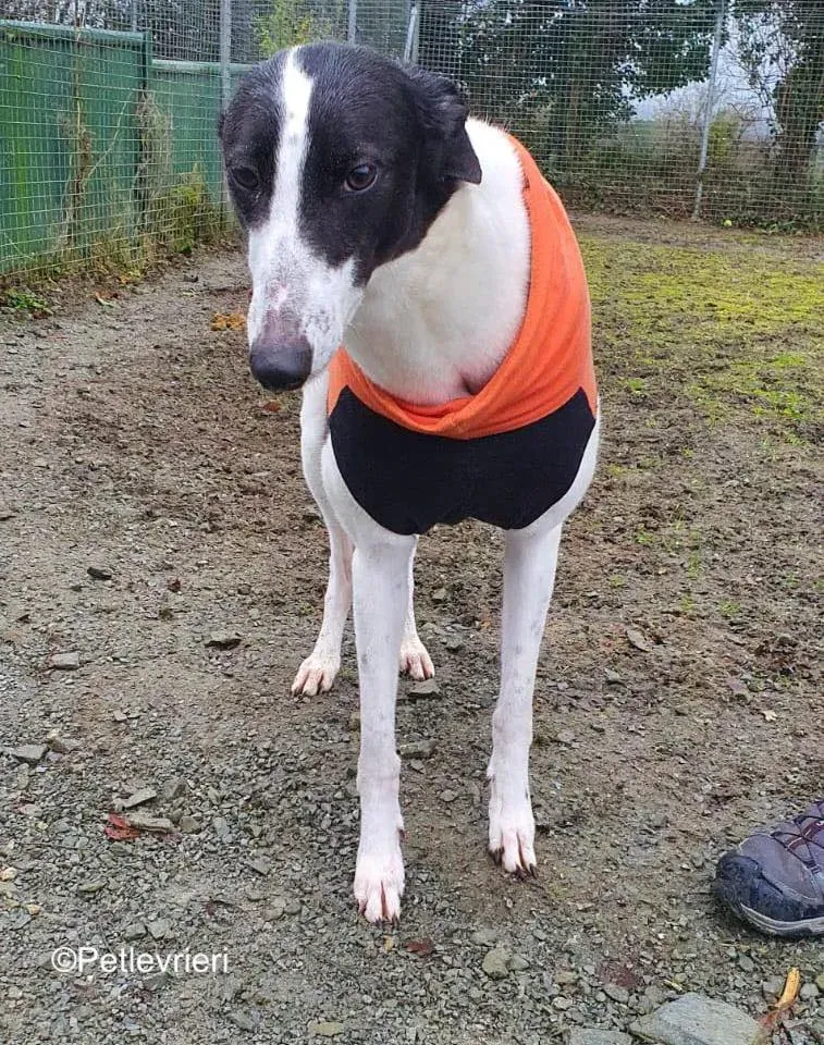 moonstone adozione levrieri greyhound 2 1