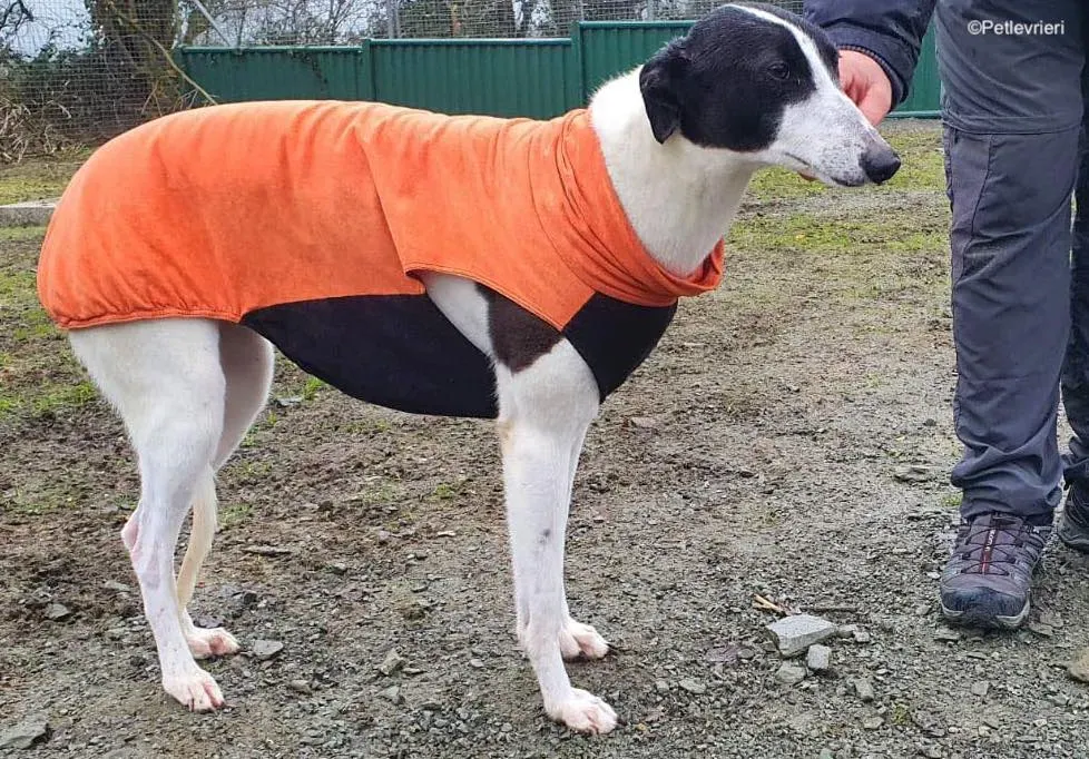 moonstone adozione levrieri greyhound 3 1