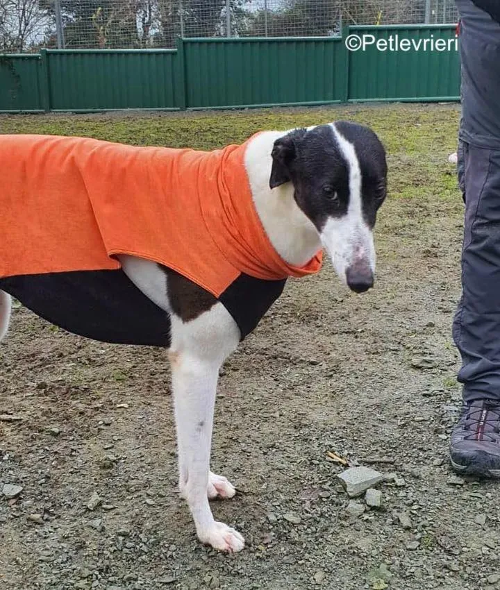 moonstone adozione levrieri greyhound 4 1