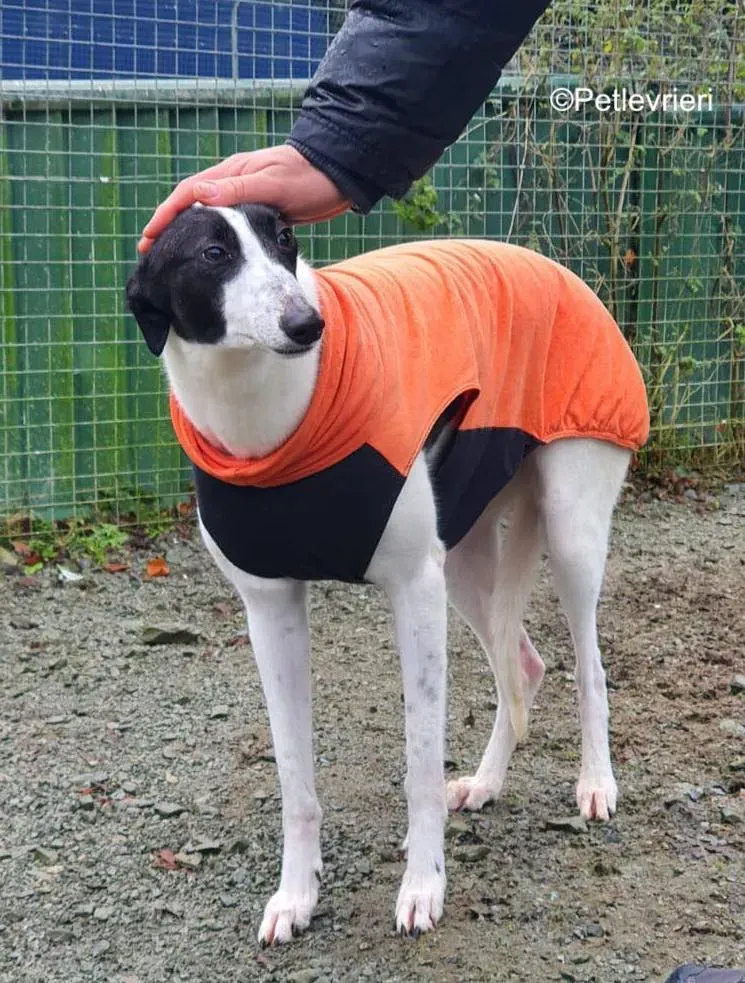 moonstone adozione levrieri greyhound 5 1