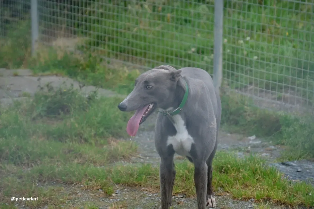 moppy adozione greyhound 1