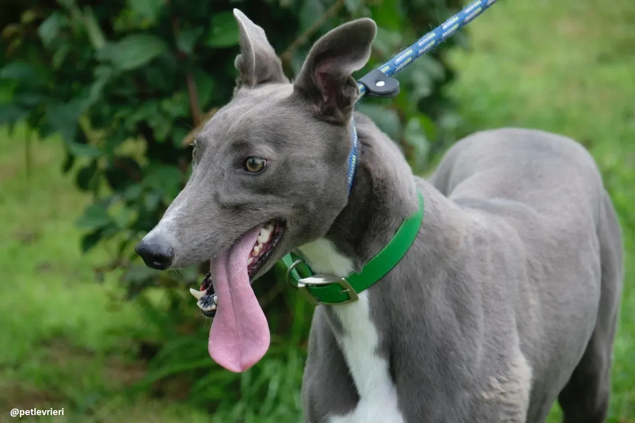 moppy adozione greyhound 10