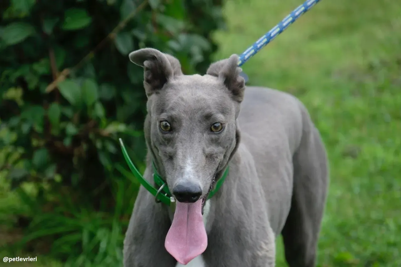 moppy adozione greyhound 12