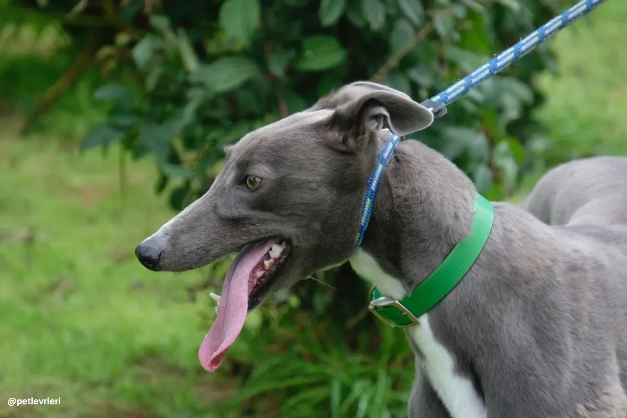 moppy adozione greyhound 13