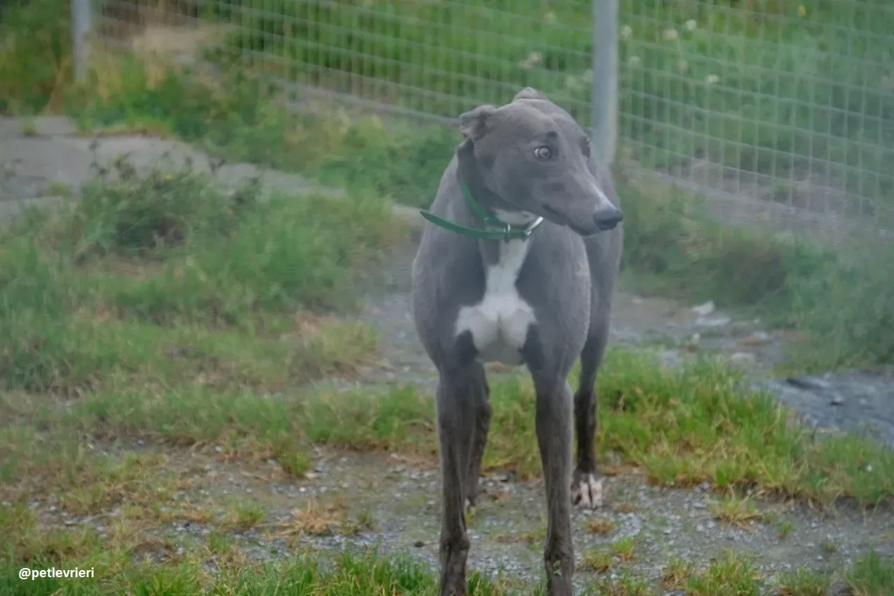 moppy adozione greyhound 14