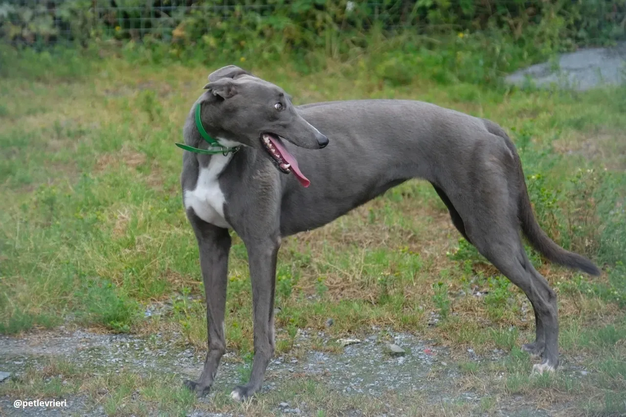 moppy adozione greyhound 15