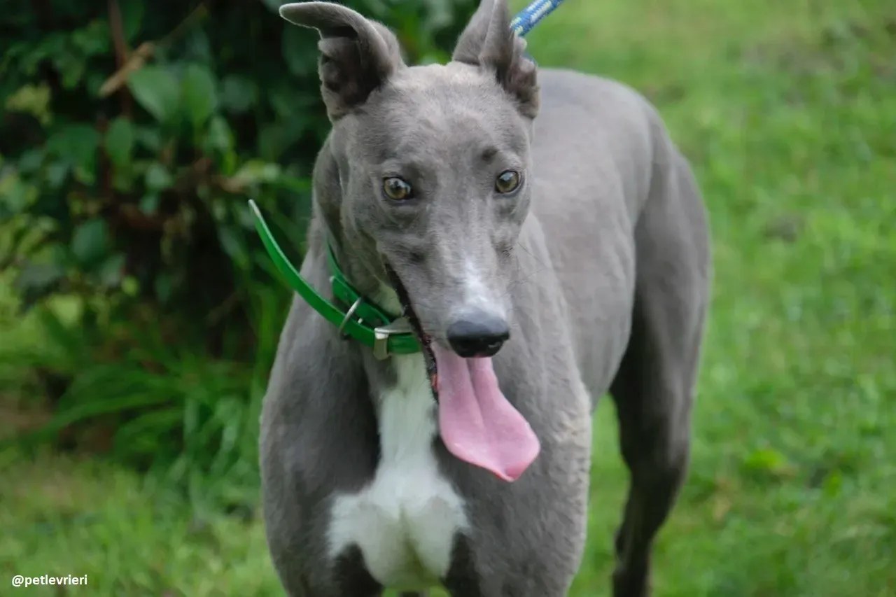 moppy adozione greyhound 16