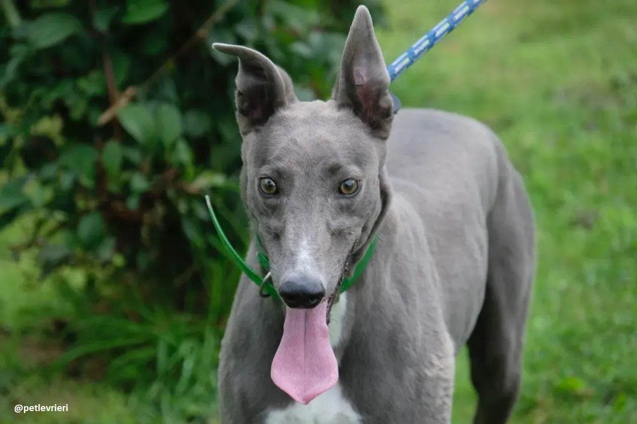 moppy adozione greyhound 2