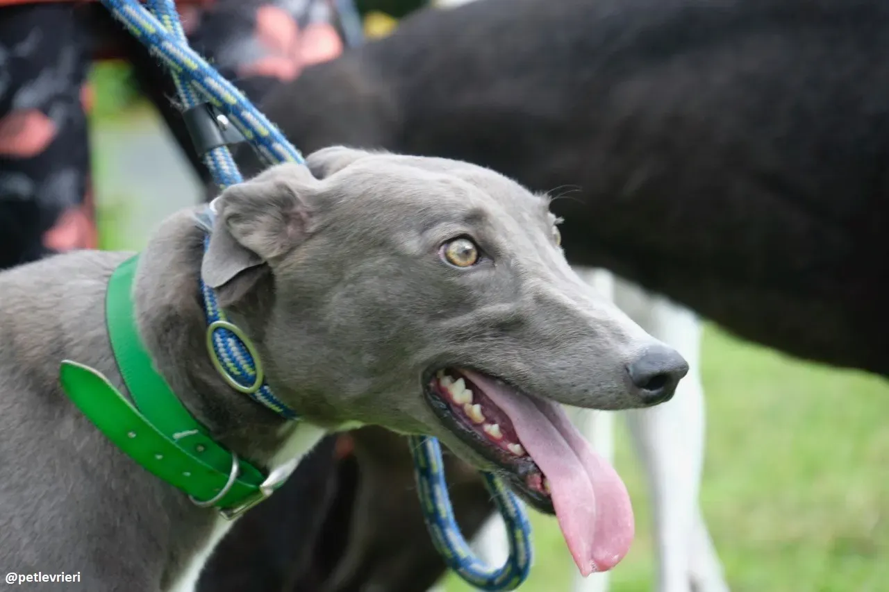 moppy adozione greyhound 4