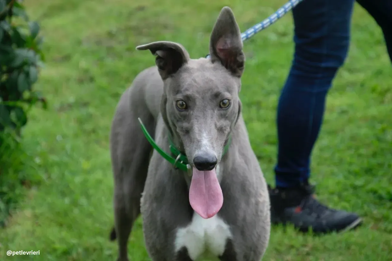 moppy adozione greyhound 6