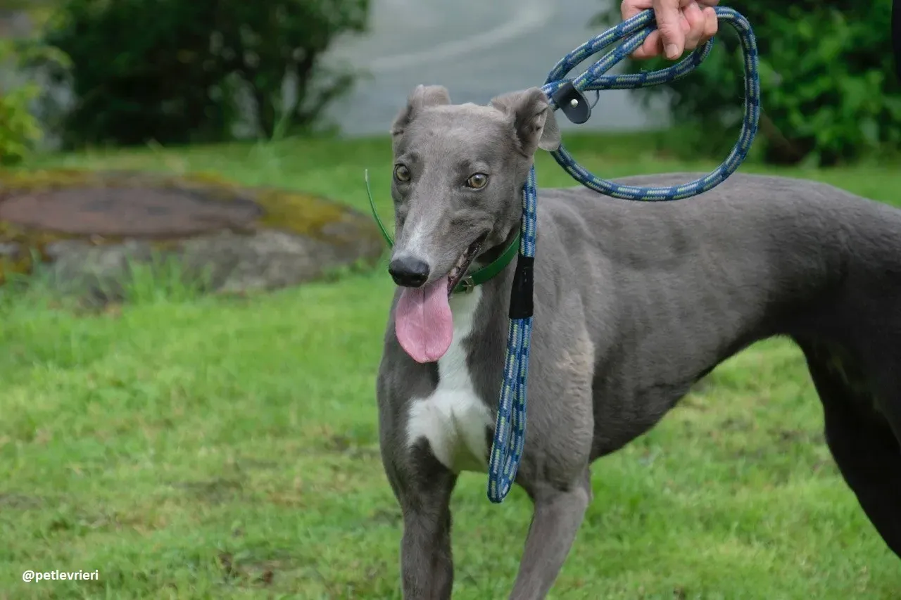 moppy adozione greyhound 7