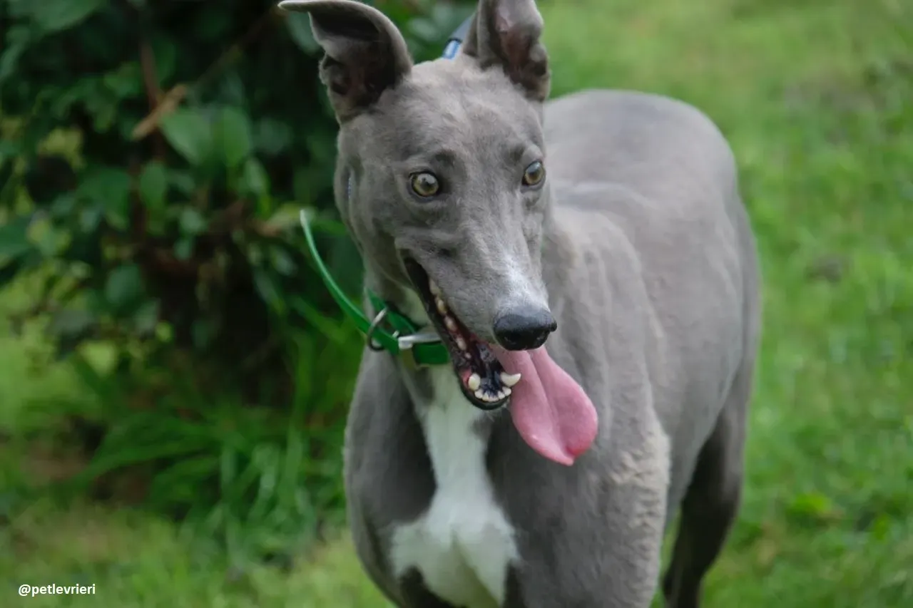 moppy adozione greyhound