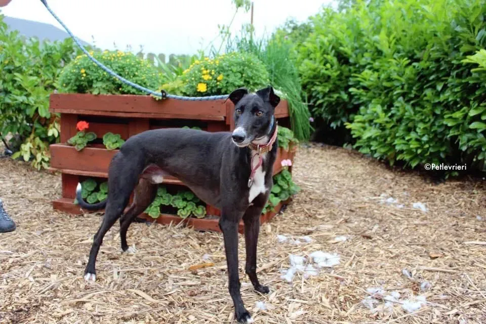 moretti adozione levrieri greyhound 