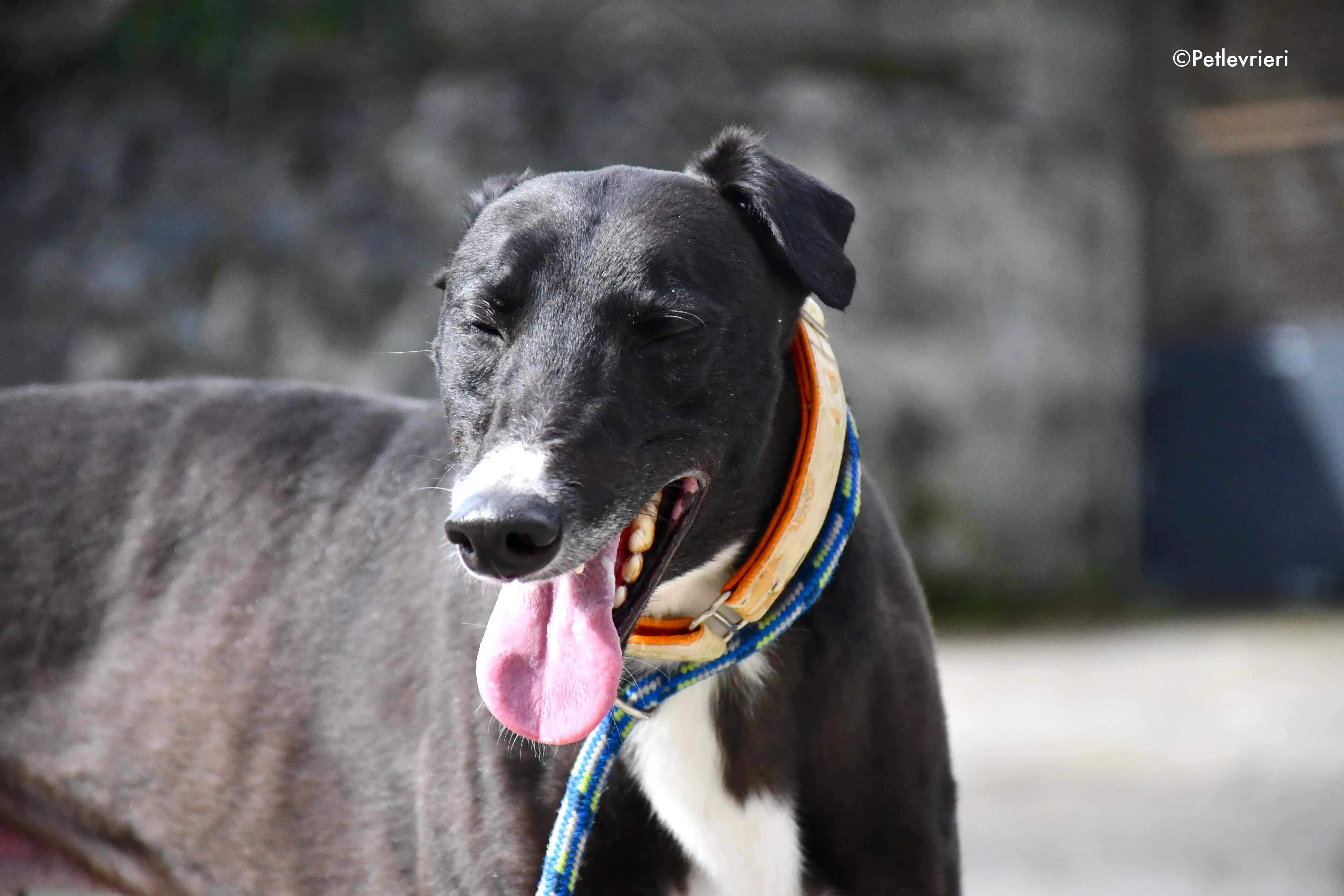moretti adozione levrieri greyhound 1